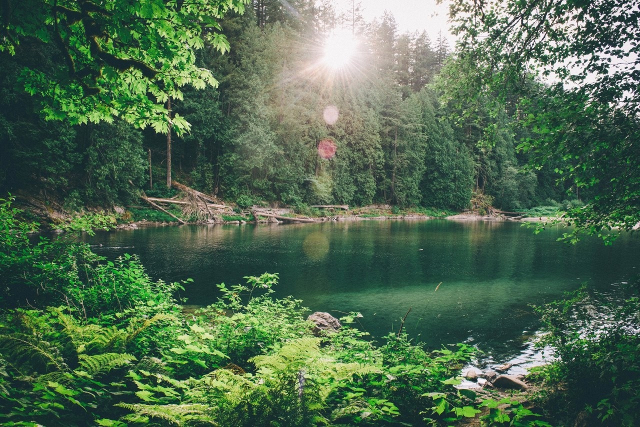 Sunlight over a forest lake with lush vegetation HD Wallpaper
