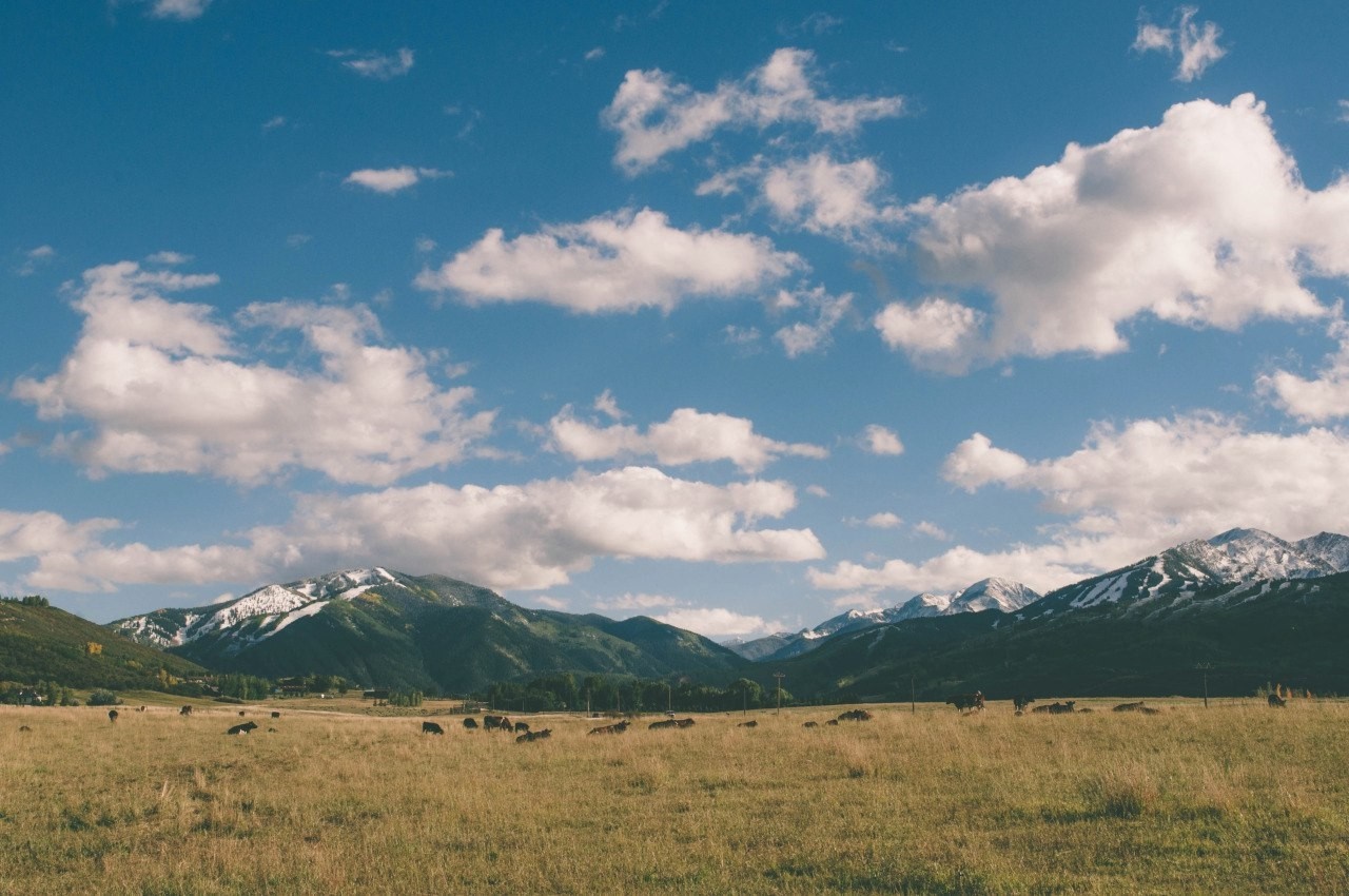 Cows grazing in a grassy field with snow-capped mountains under a cloudy sky HD Wallpaper