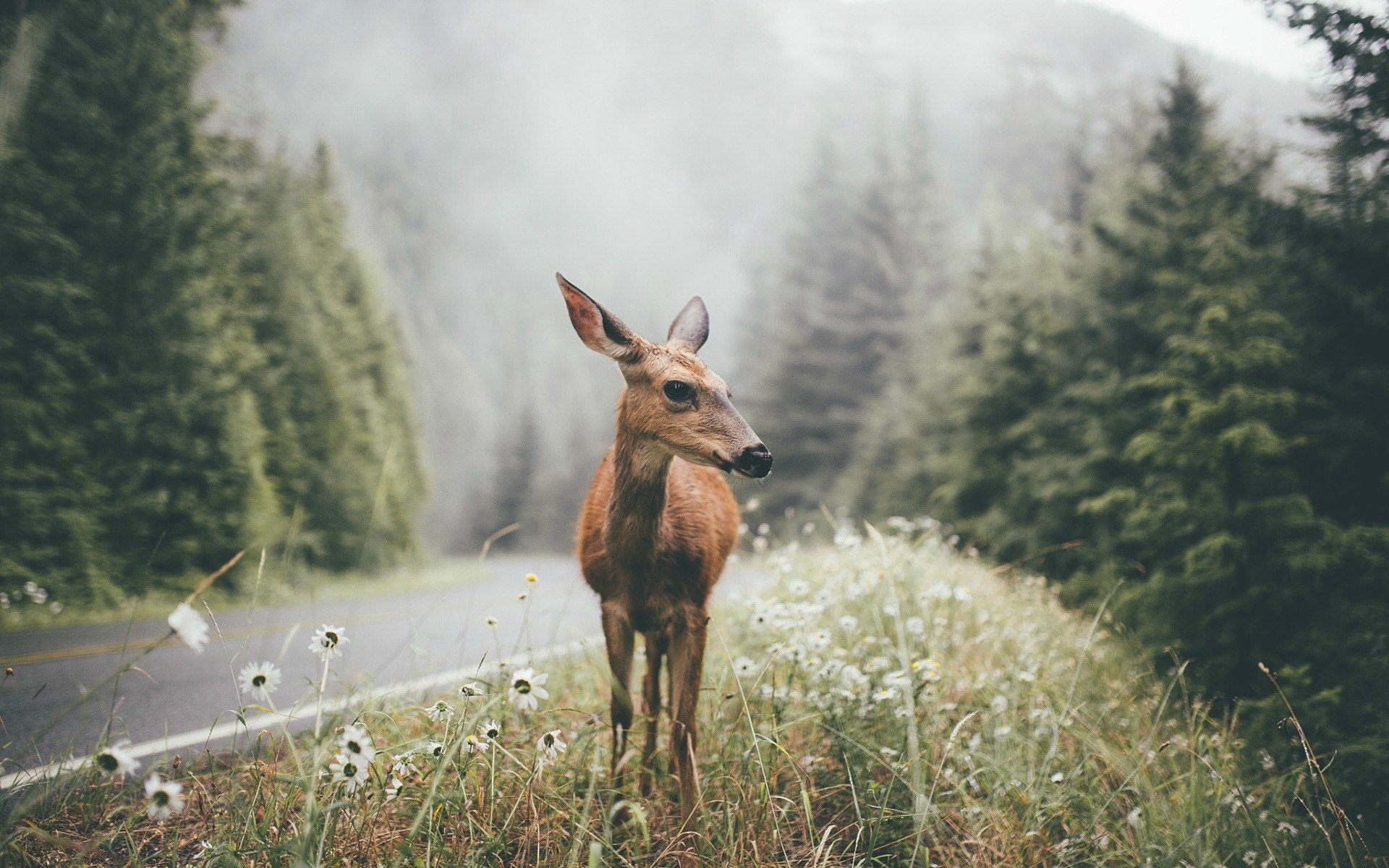 Deer standing by a road in a foggy forest HD Wallpaper