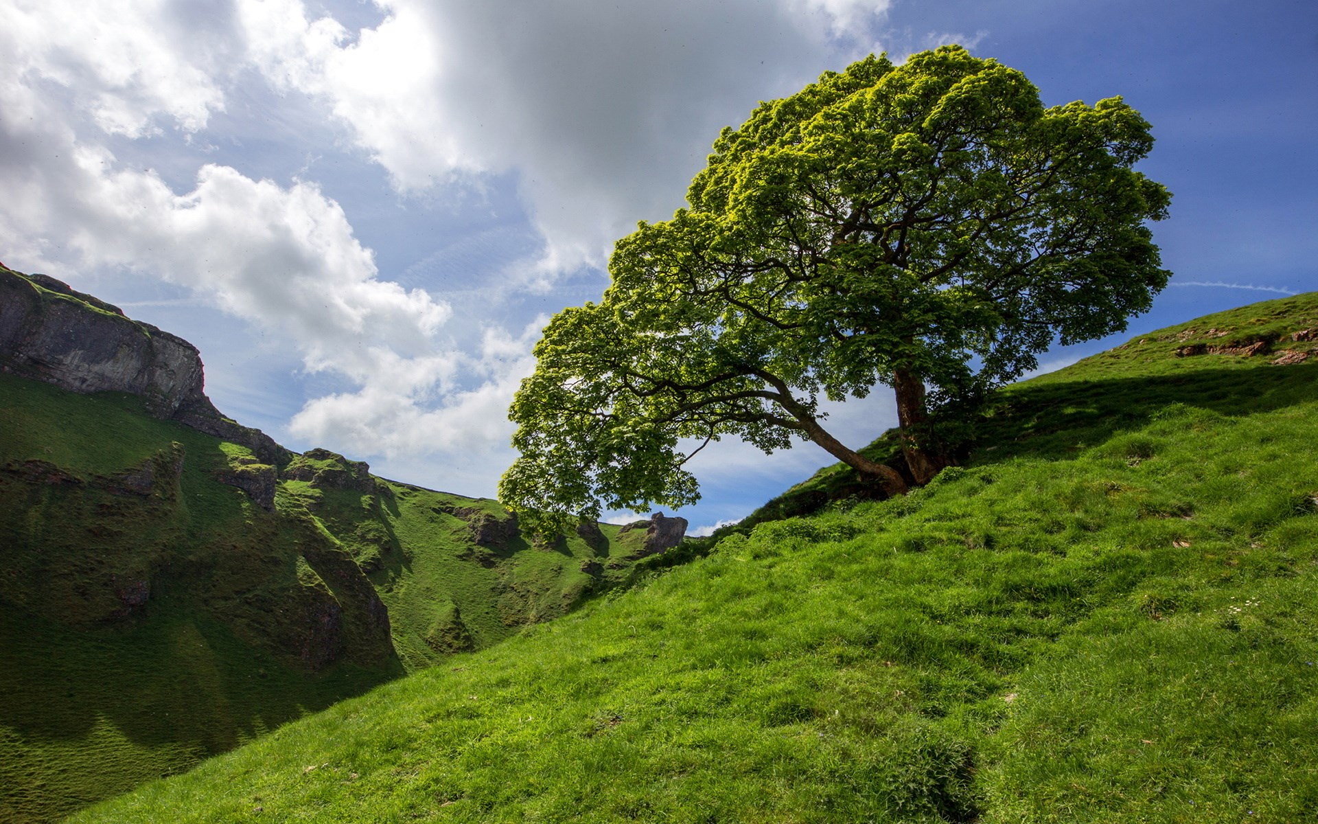 A lone tree on a grassy hill under a cloudy sky HD Wallpaper