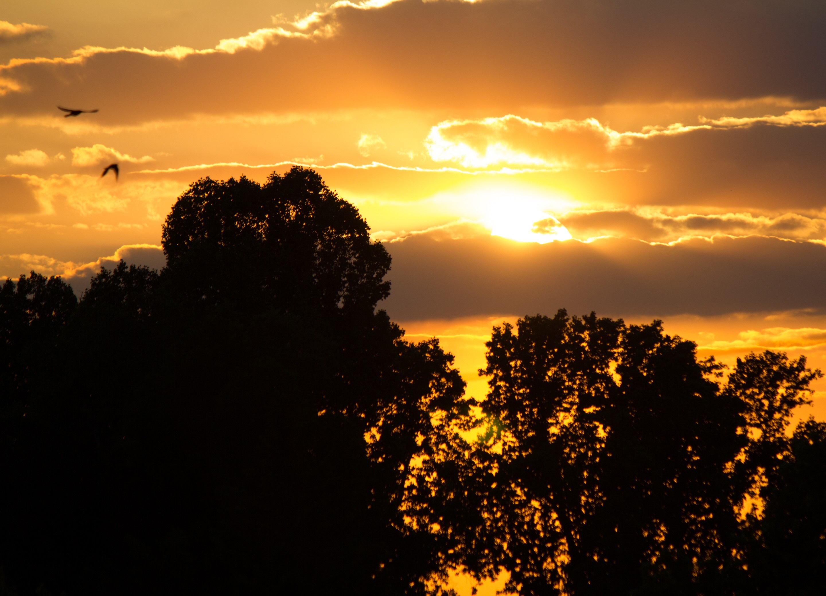 Sunset with silhouetted trees and birds flying HD Wallpaper