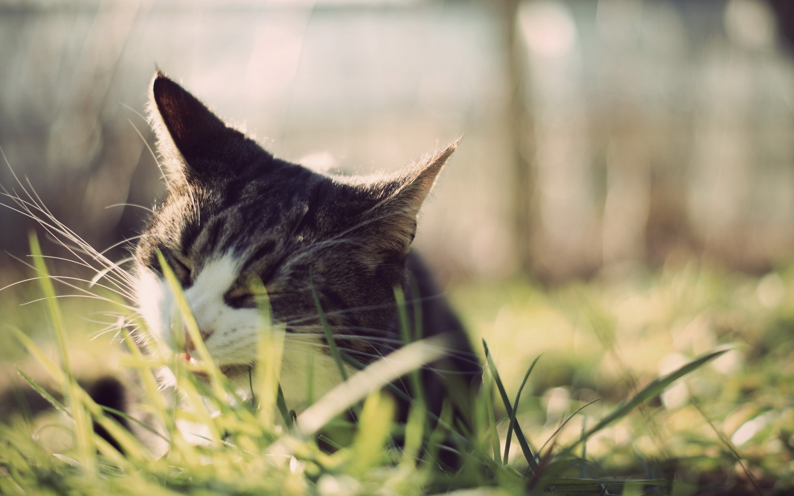 Grumpy grey tabby cat sitting outdoors HD Wallpaper