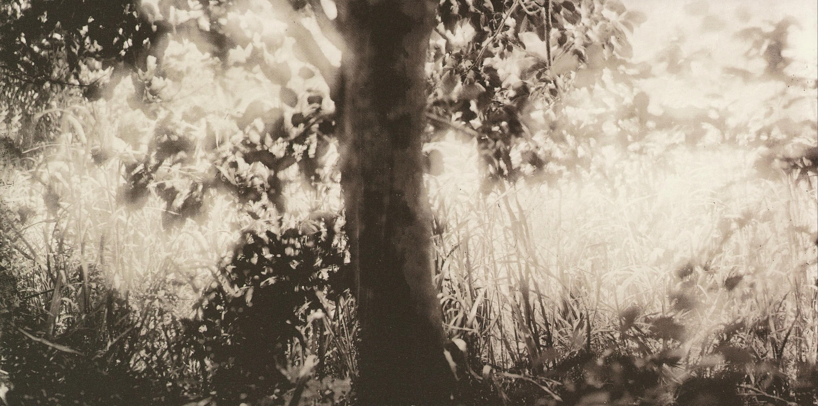 Monochrome forest scene with tree and grass HD Wallpaper