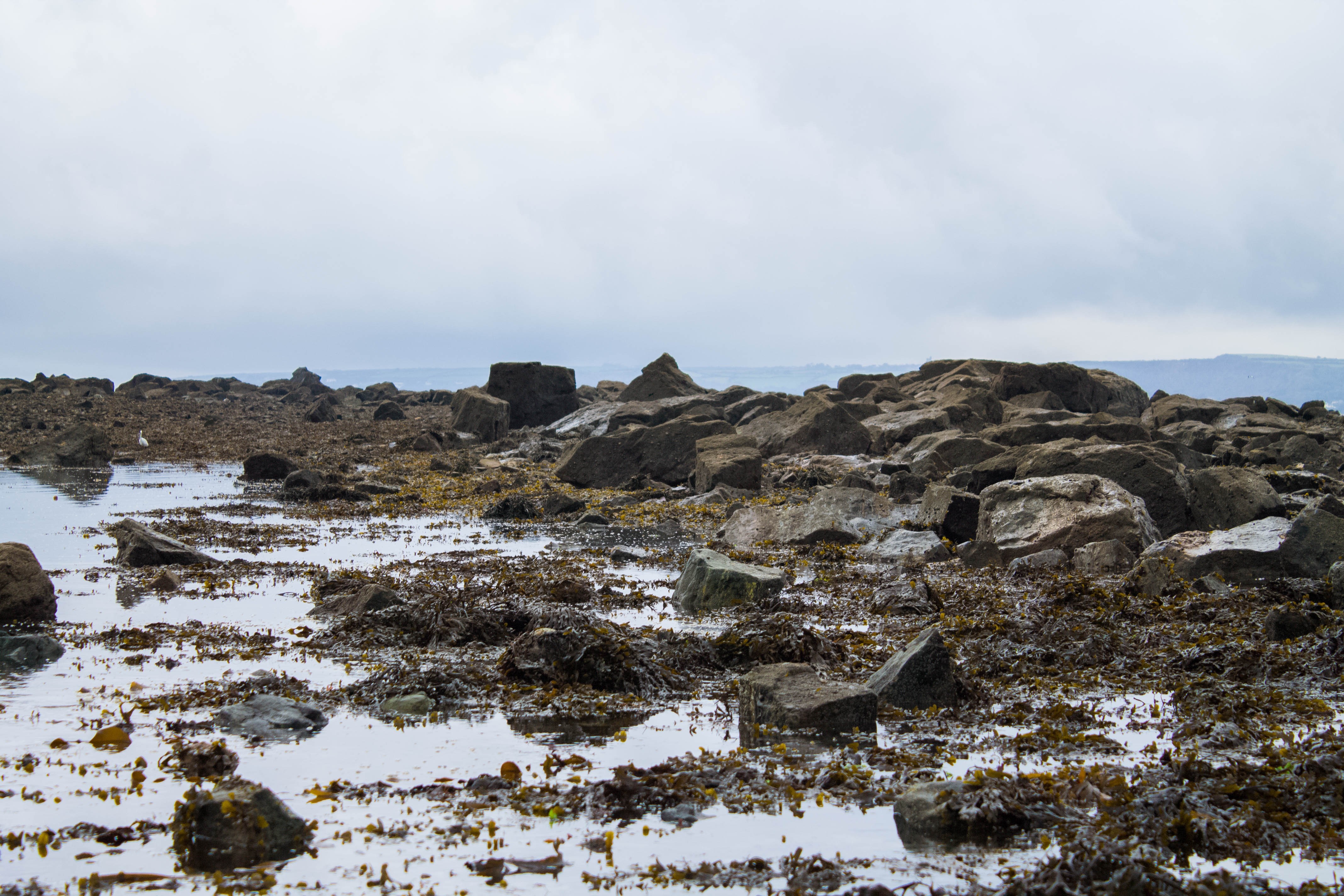 Rocky shore with seaweed and water under a cloudy sky HD Wallpaper