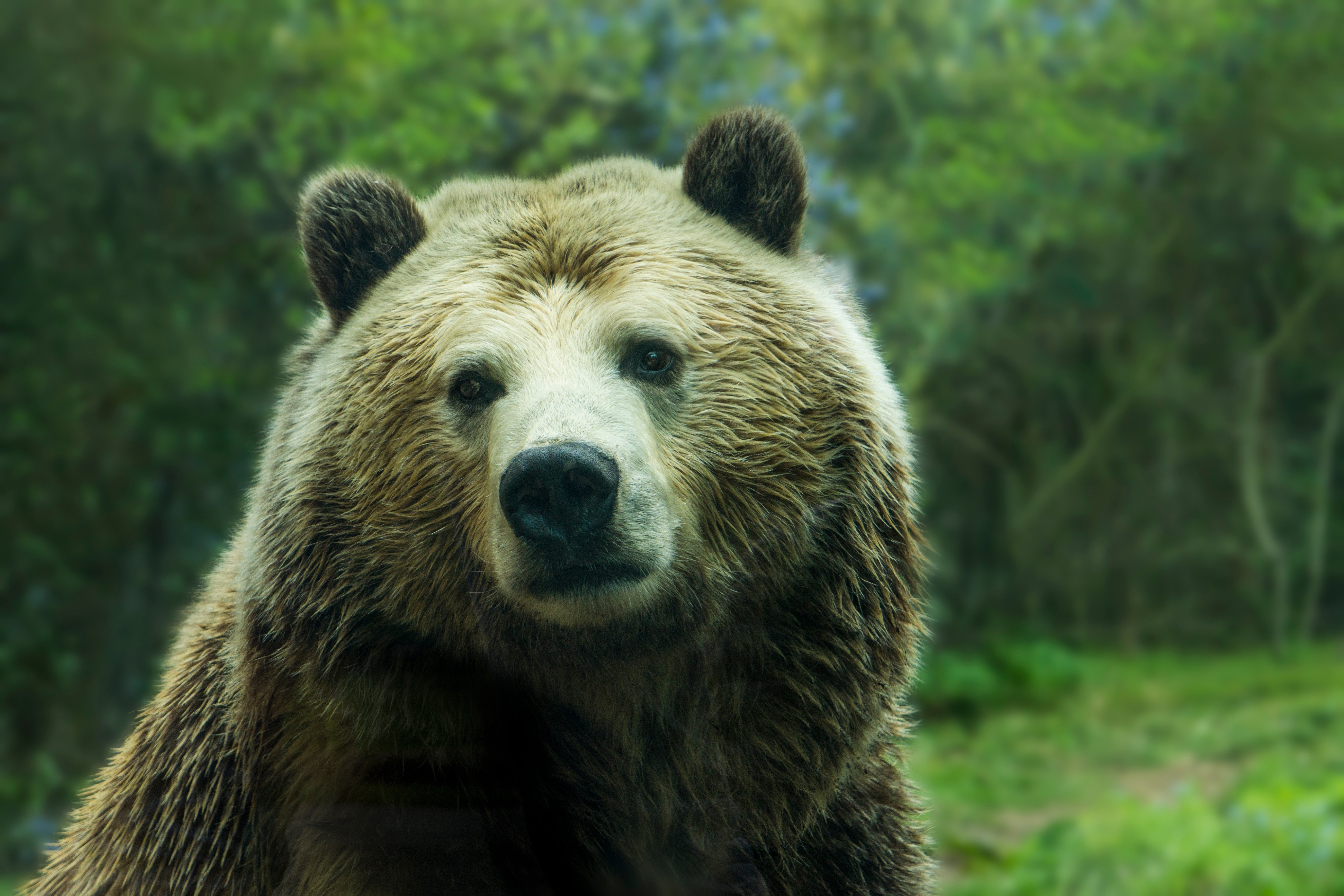 Close-up of a brown bear in a forest HD Wallpaper