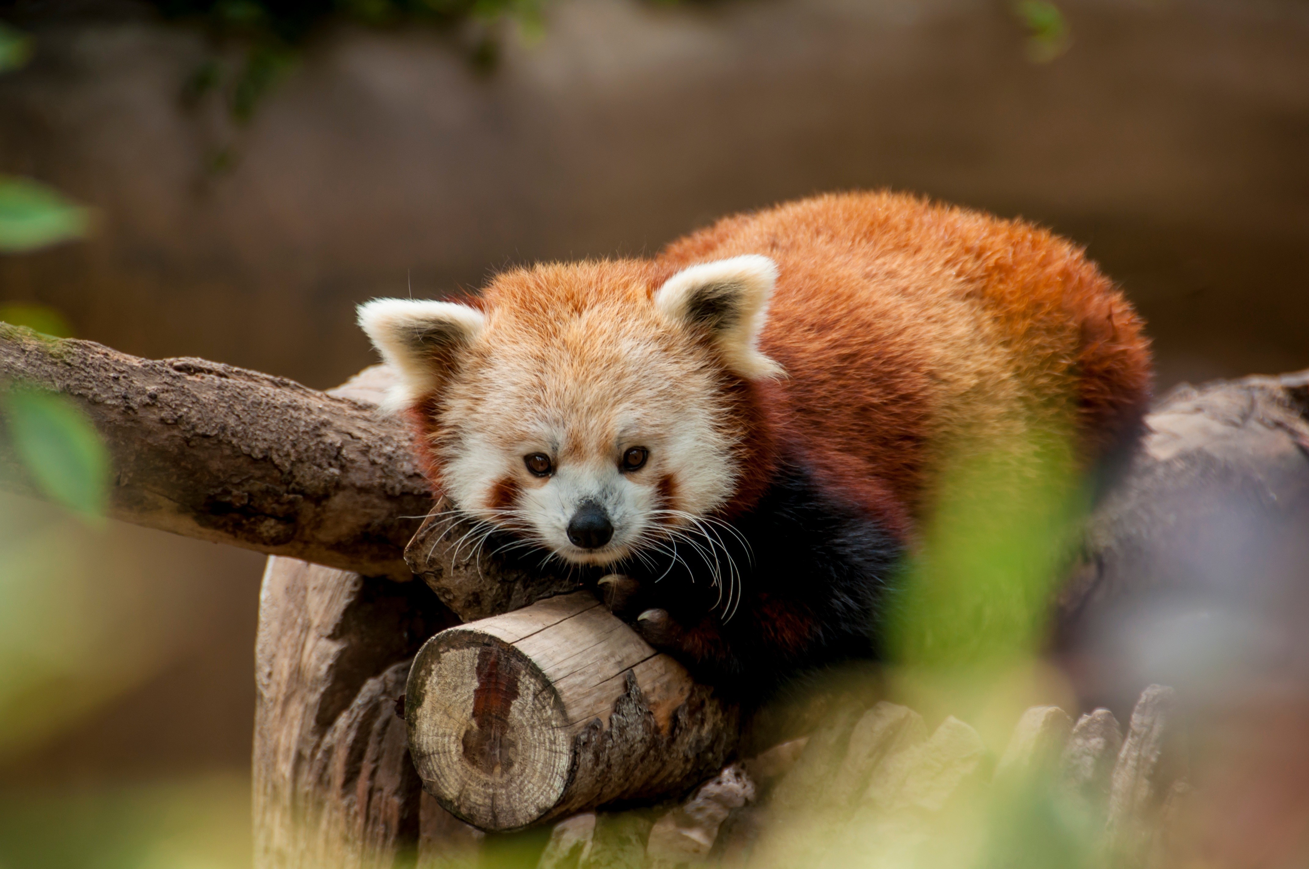 Resting Red Panda on Wooden Logs HD Wallpaper