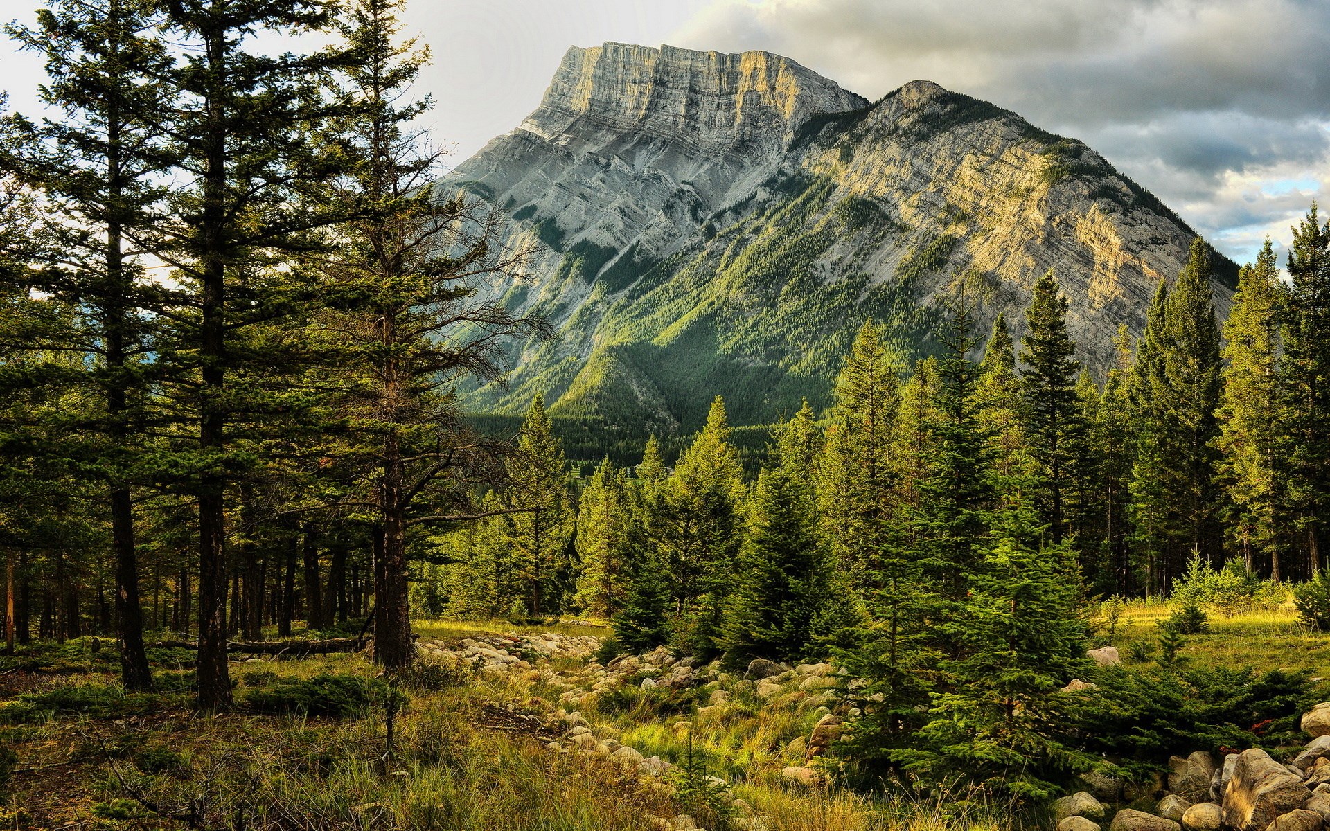 Mountain peak behind a pine forest HD Wallpaper