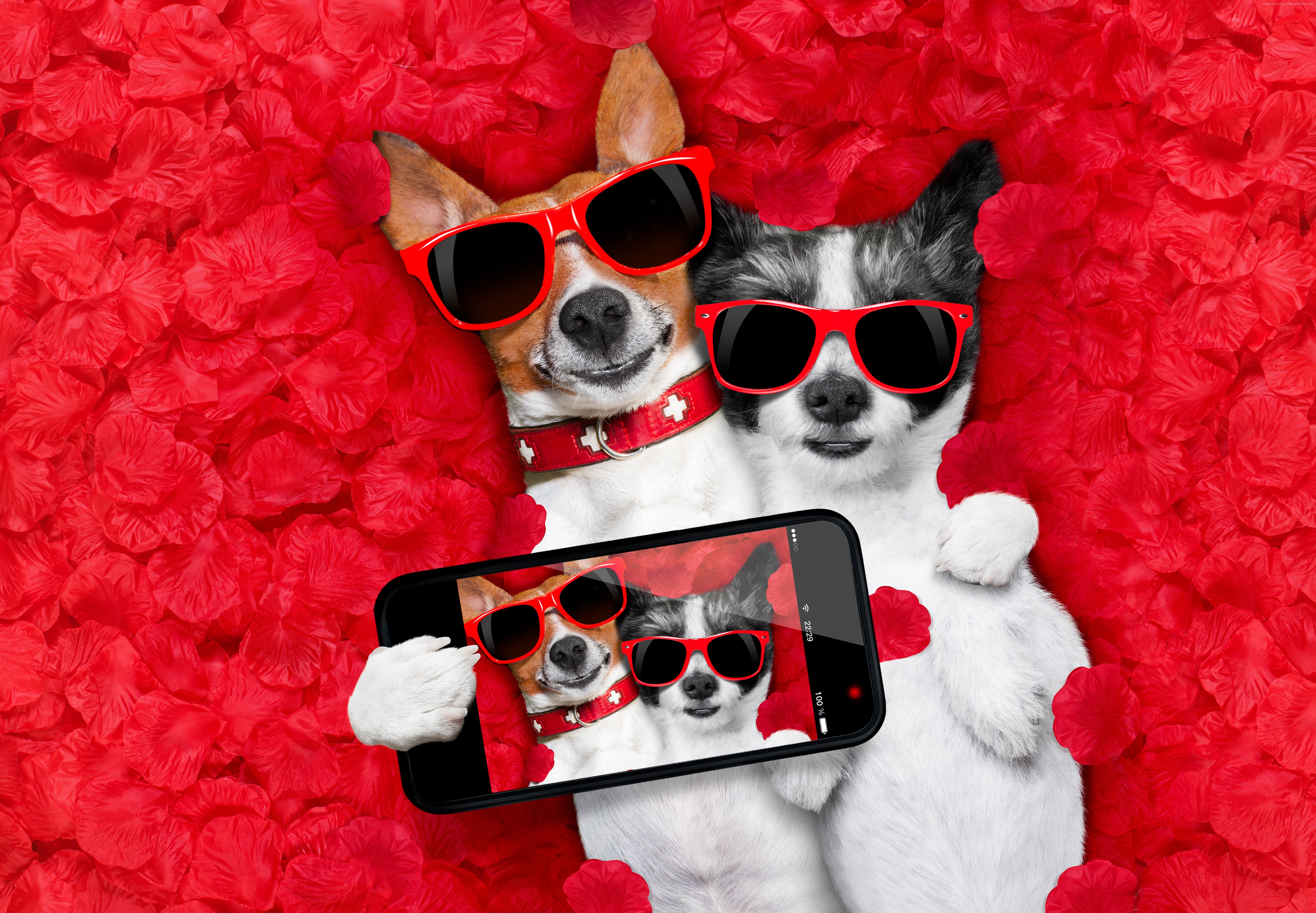 Two dogs taking a selfie with a smartphone HD Wallpaper