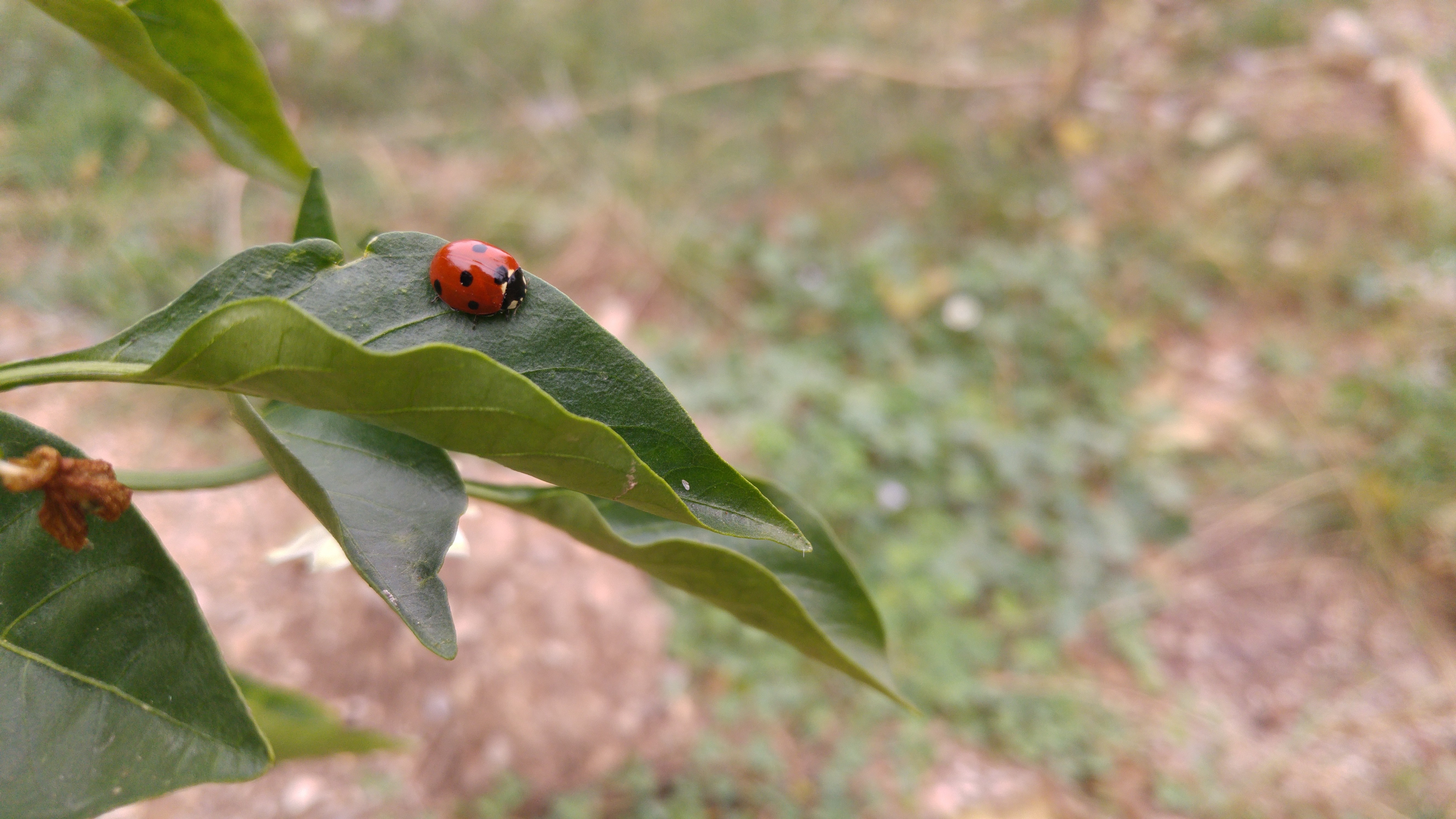 Ladybug on a green leaf HD Wallpaper