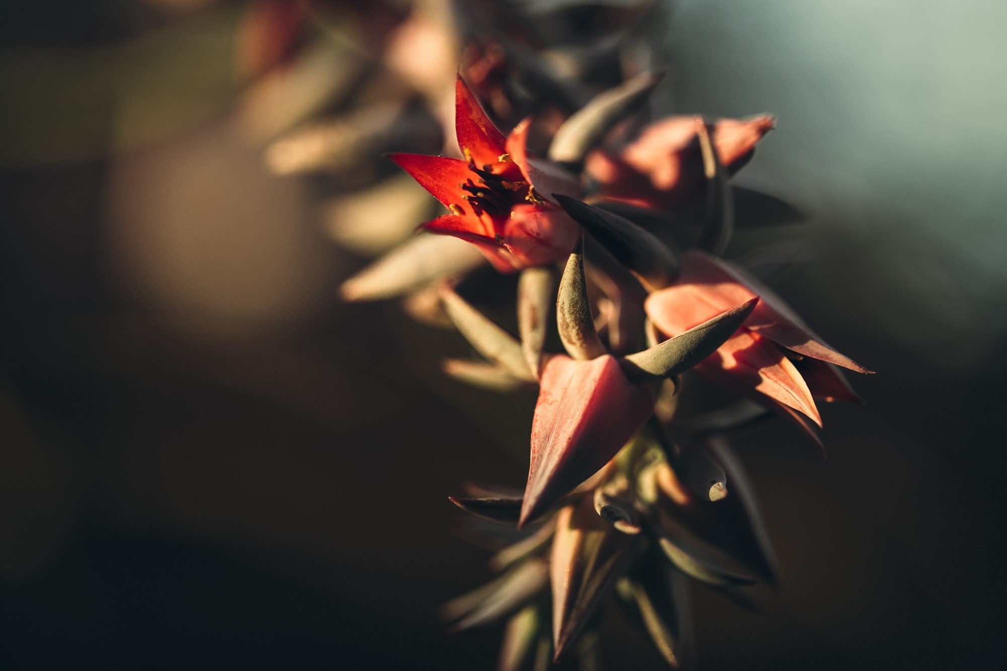 Red succulent flowers on a branch HD Wallpaper