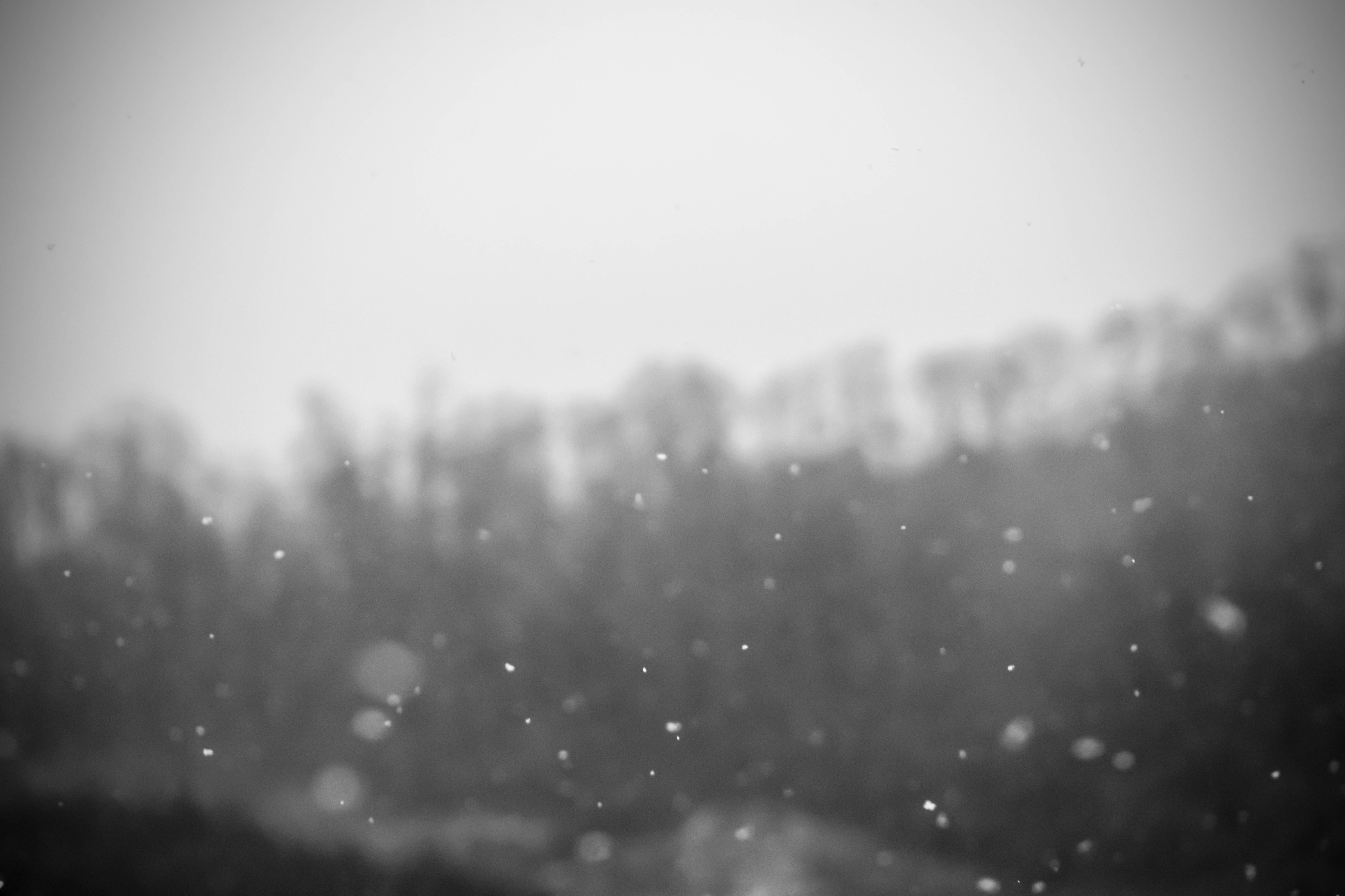 Monochrome photography of falling snow over blurred trees HD Wallpaper