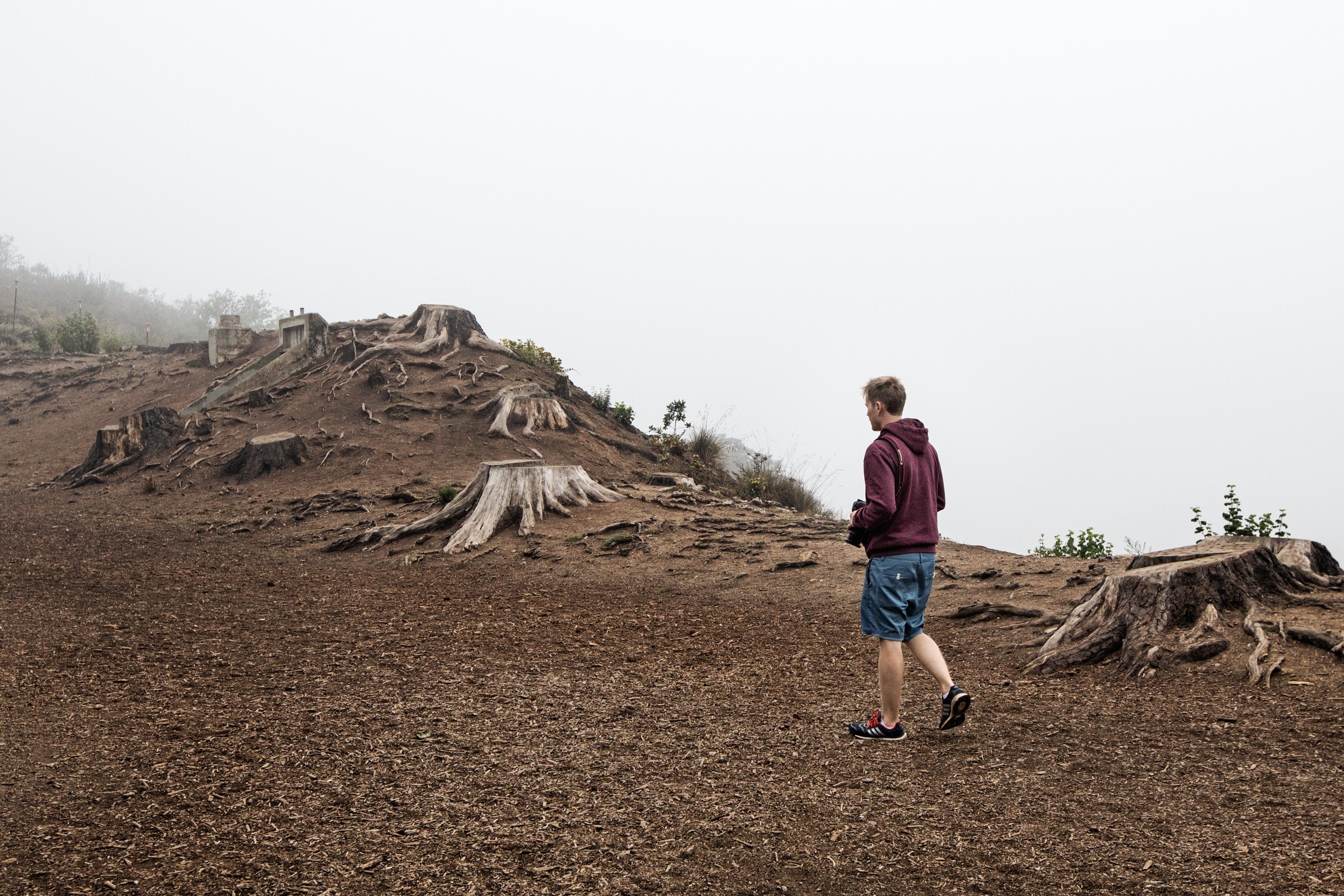 Man walking through a deforested area with tree stumps HD Wallpaper