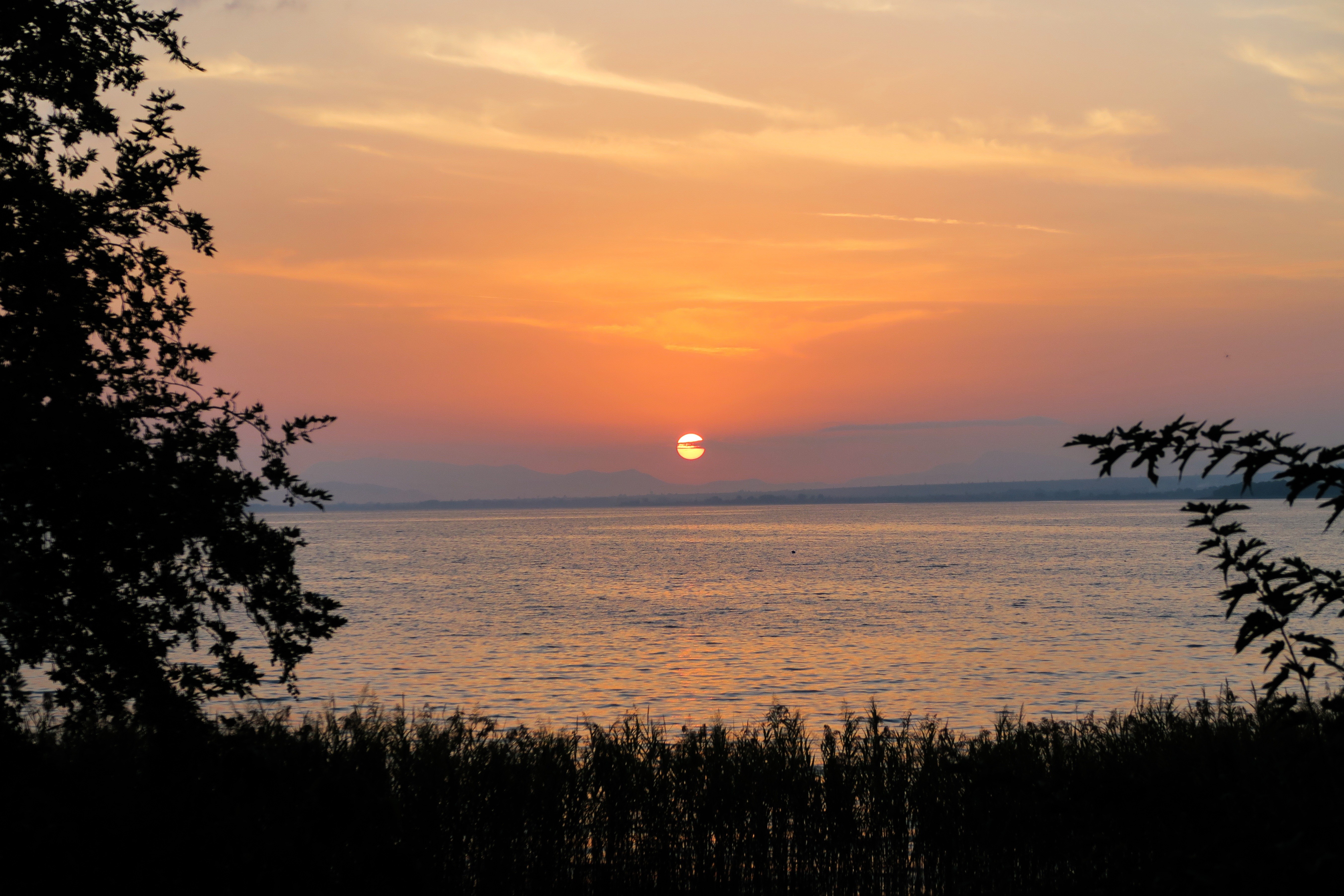 Sunset over the sea with trees and reeds HD Wallpaper