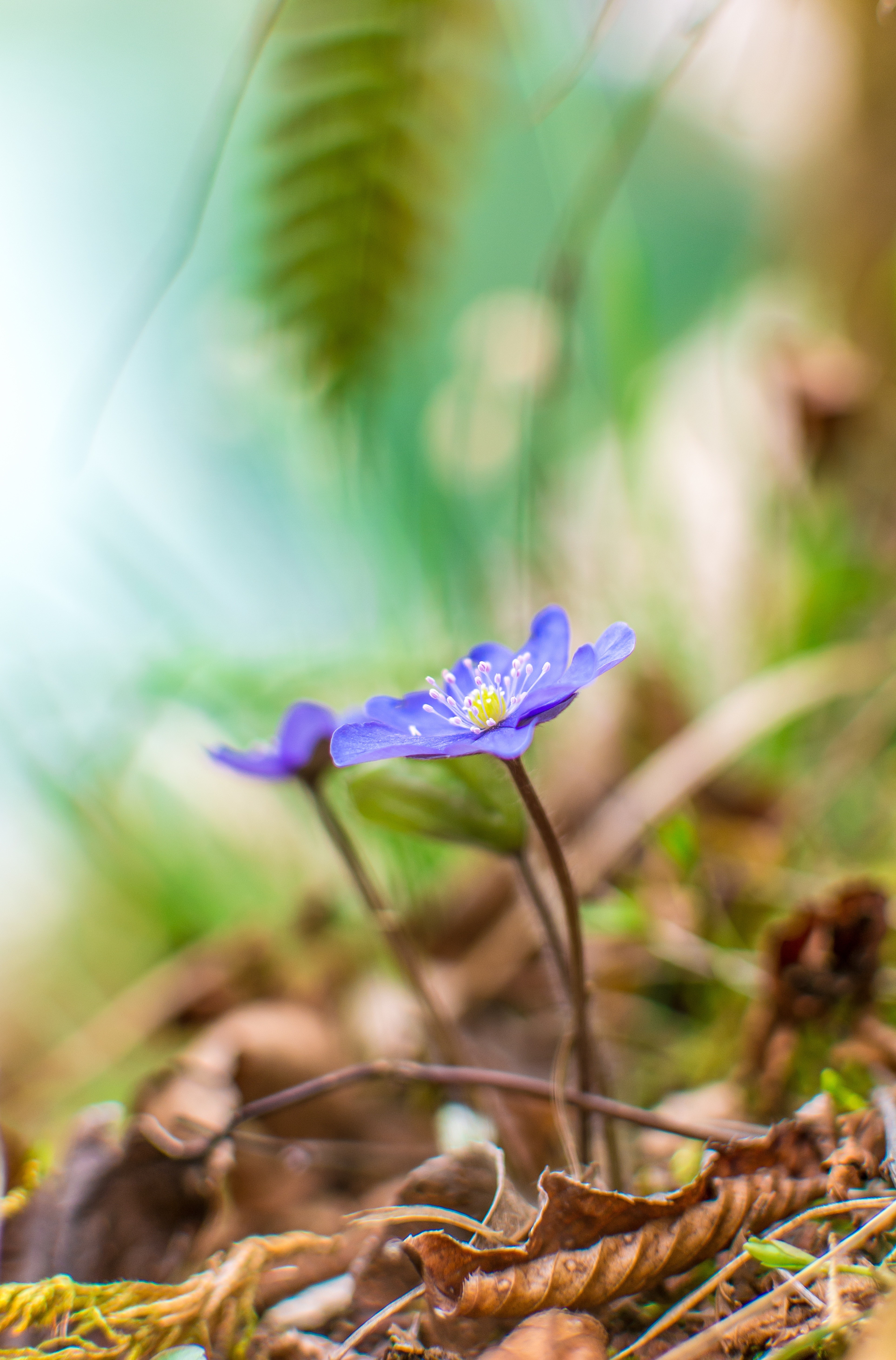 Close-up of purple wildflowers in a forest HD Wallpaper
