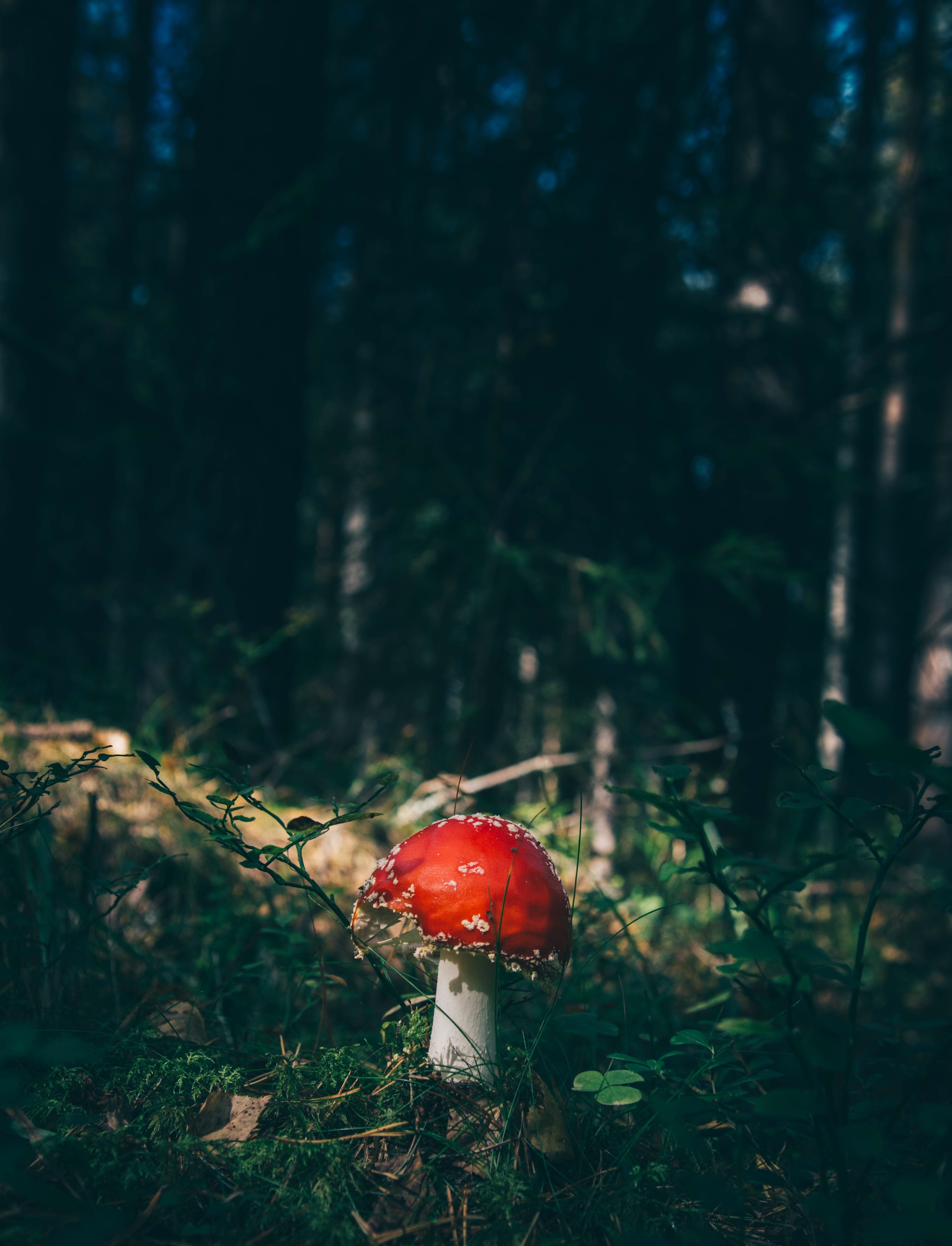 Red mushroom in a dark forest HD Wallpaper