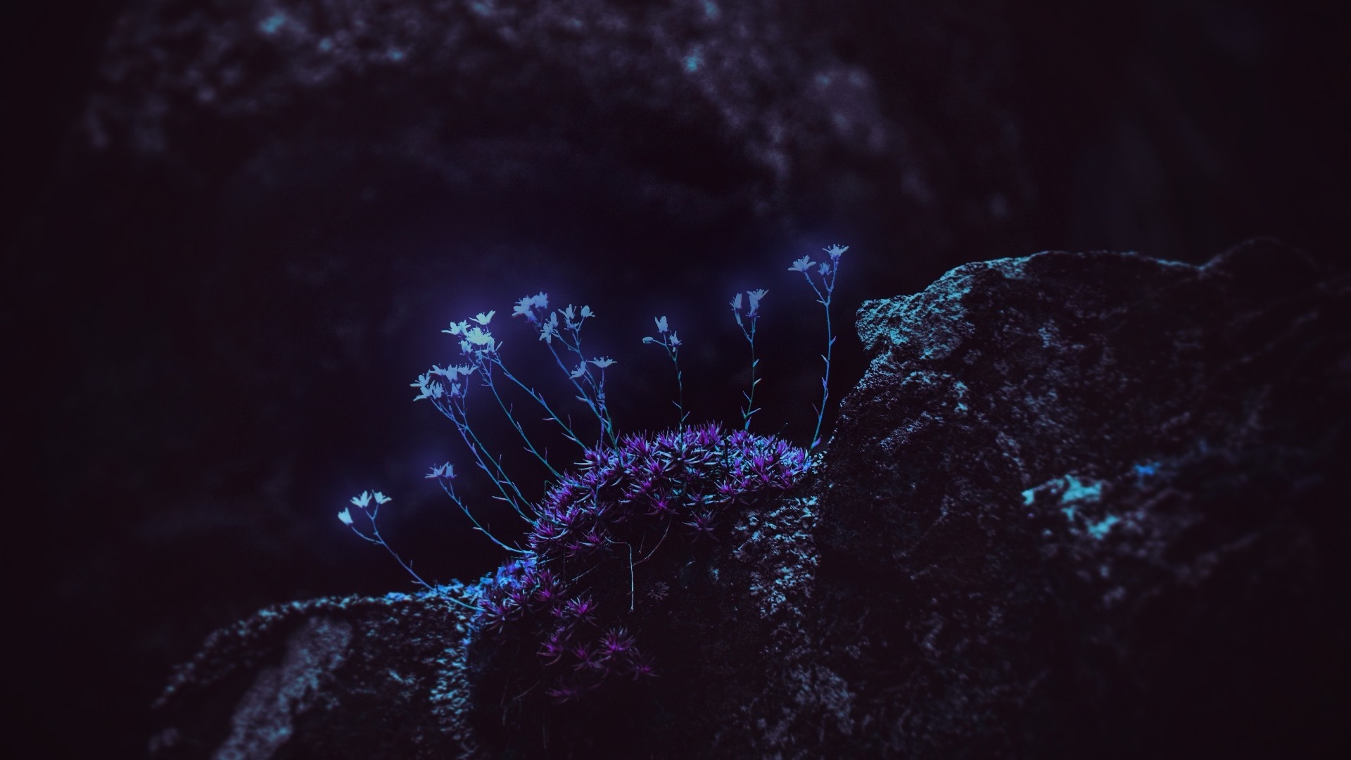 Glowing blue flowers on dark rocks at night HD Wallpaper