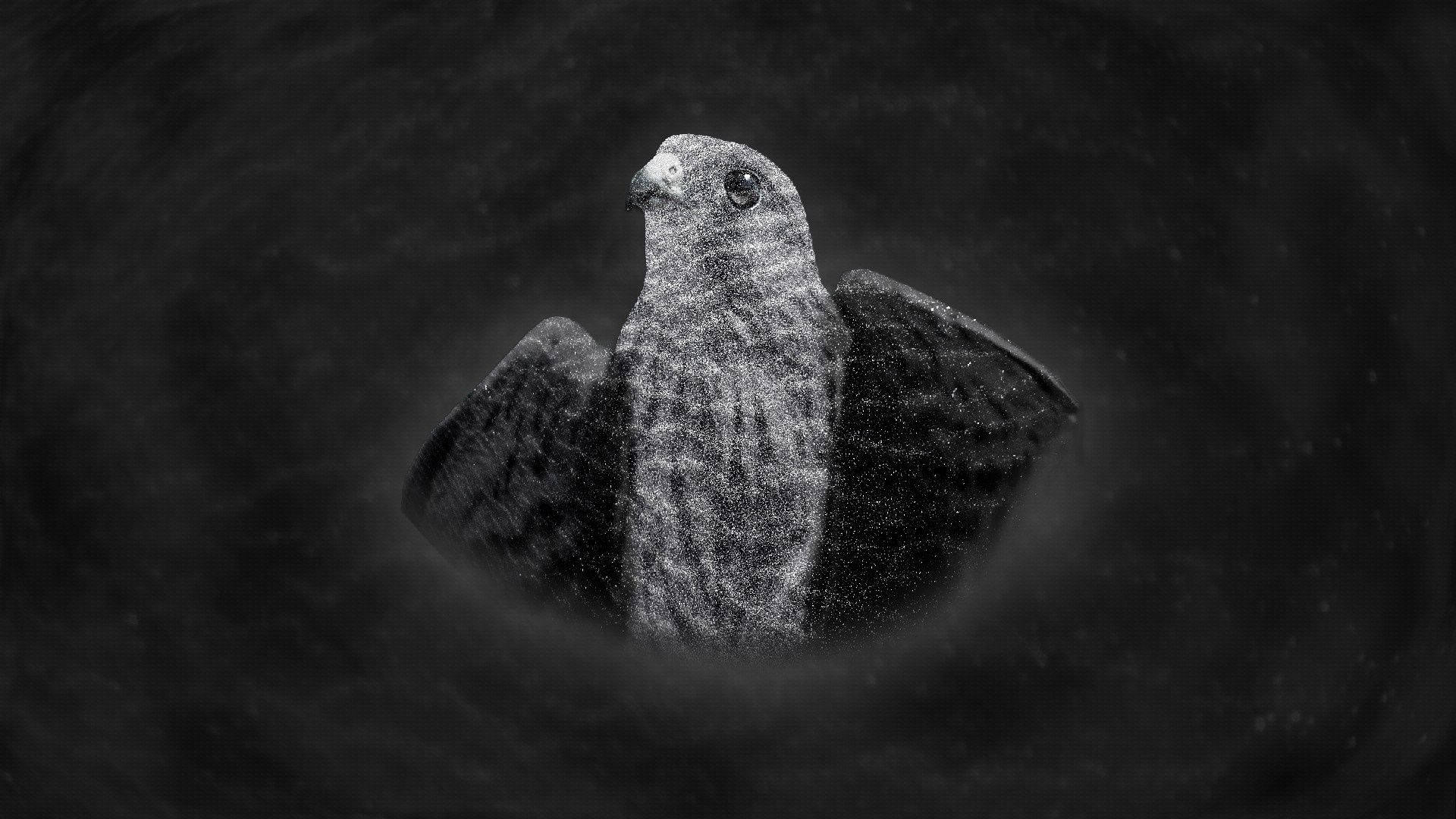 Monochrome close-up of a falcon on a dark background HD Wallpaper