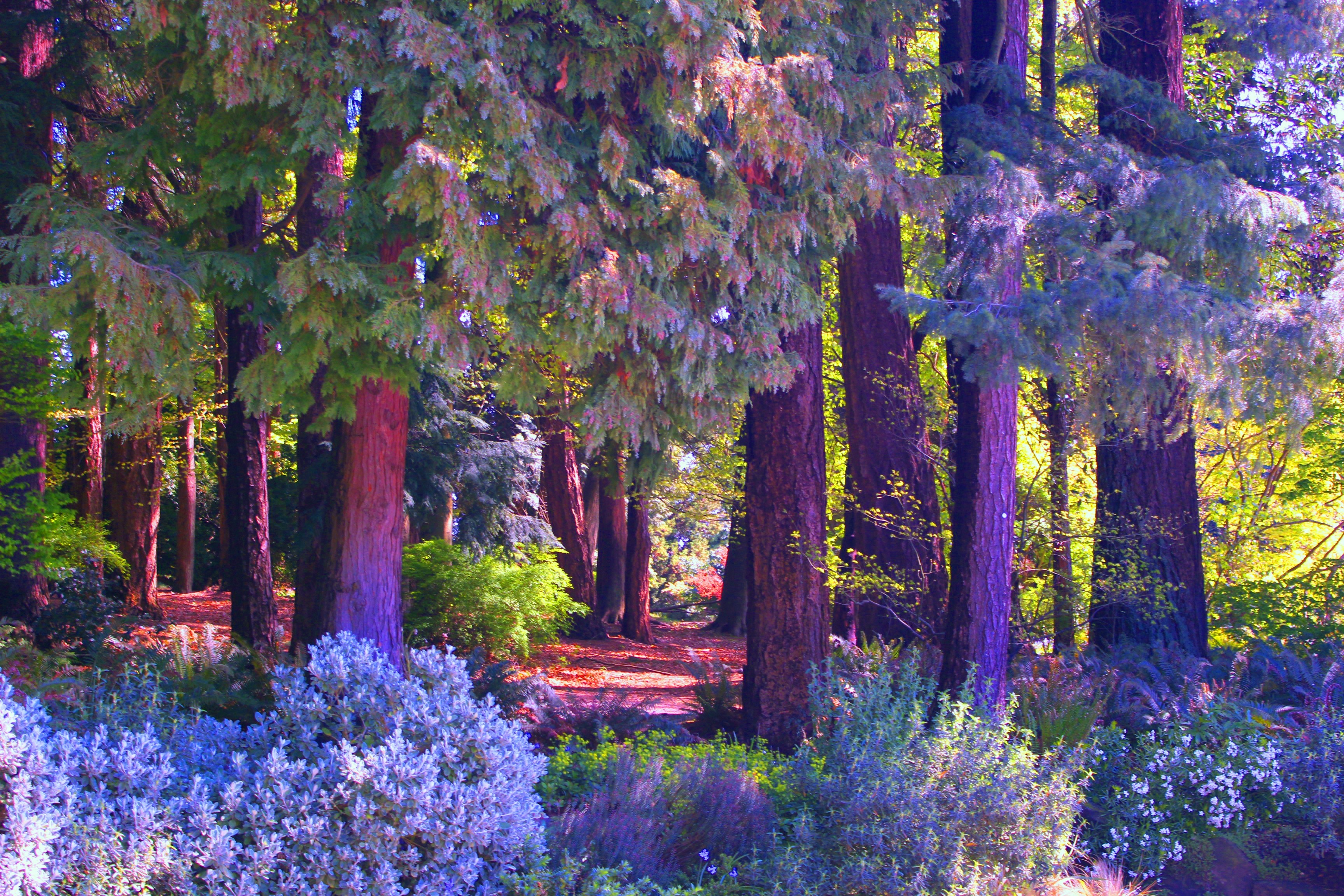 Forest path with colorful trees and bushes HD Wallpaper