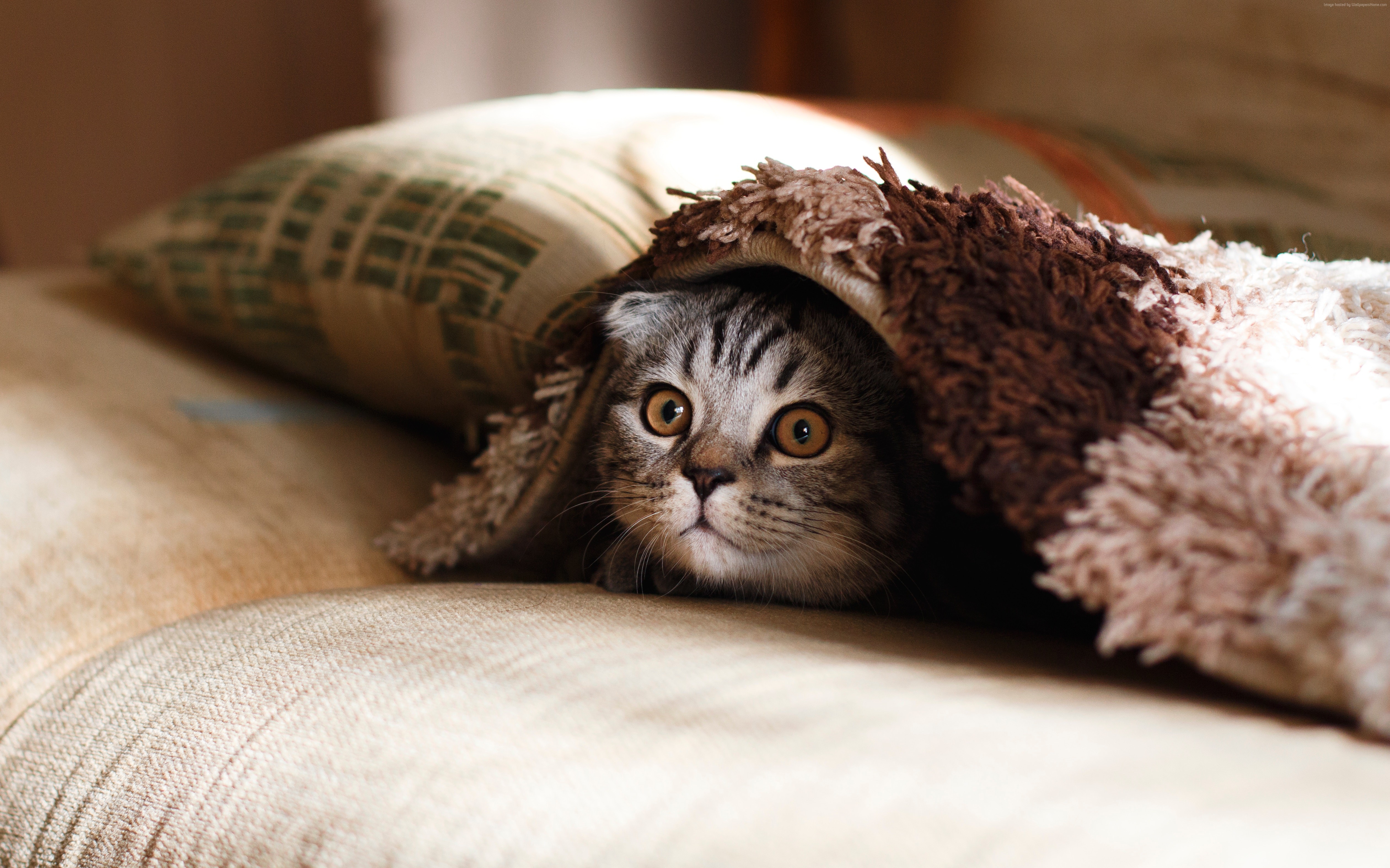 Scottish Fold Cat Hiding Under Blanket HD Wallpaper