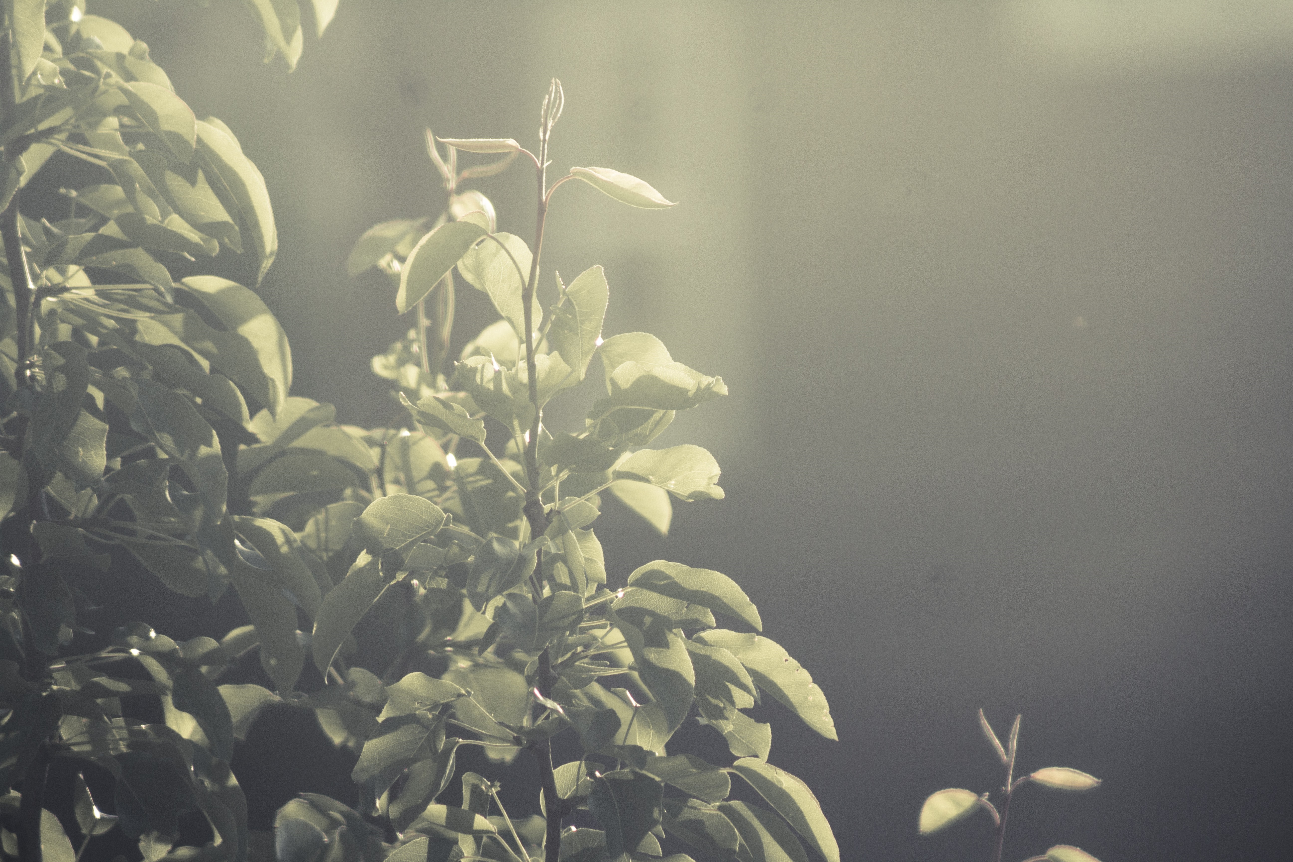 Sunlight filtering through green leaves on a branch HD Wallpaper