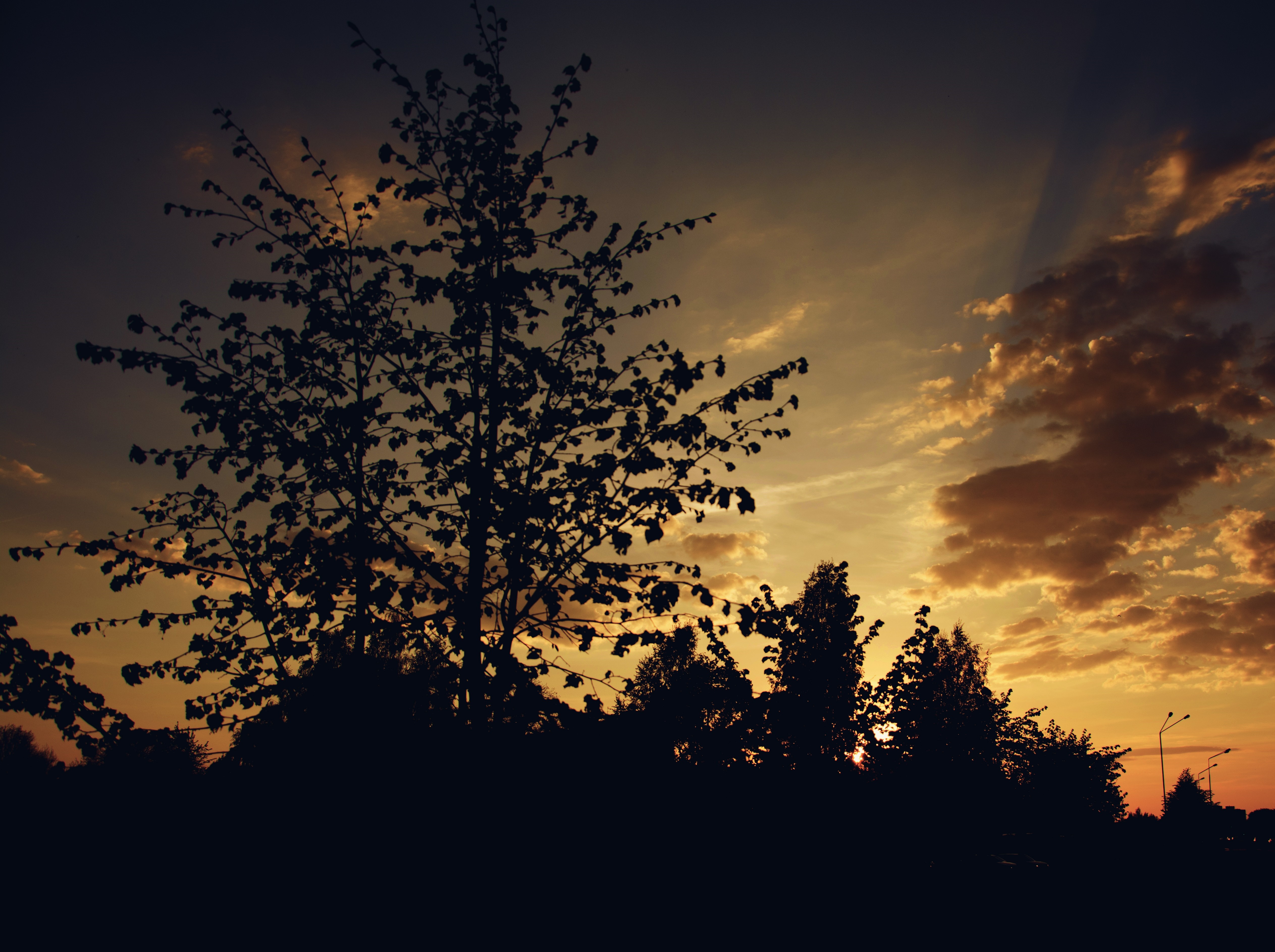 Silhouette of trees against a sunset sky HD Wallpaper