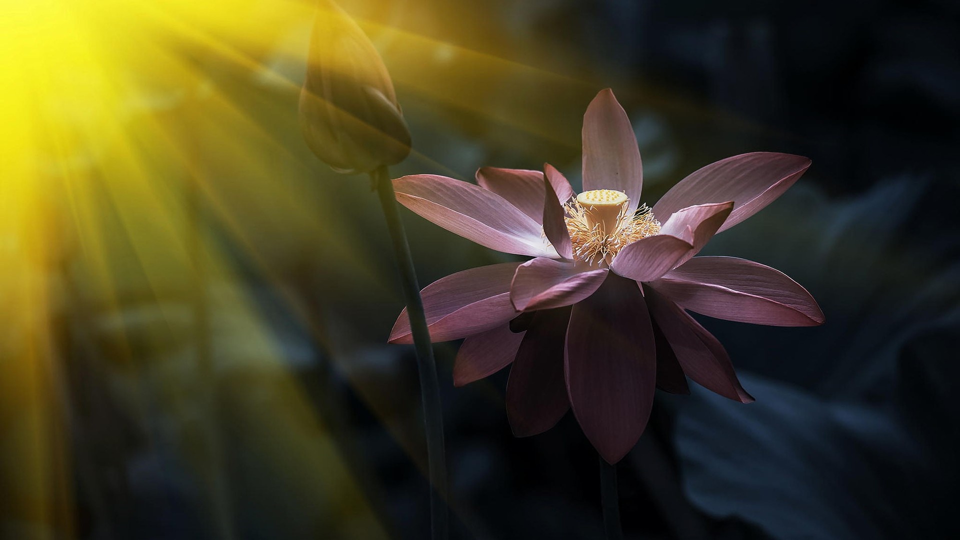 Pink lotus flower and bud with sun rays HD Wallpaper