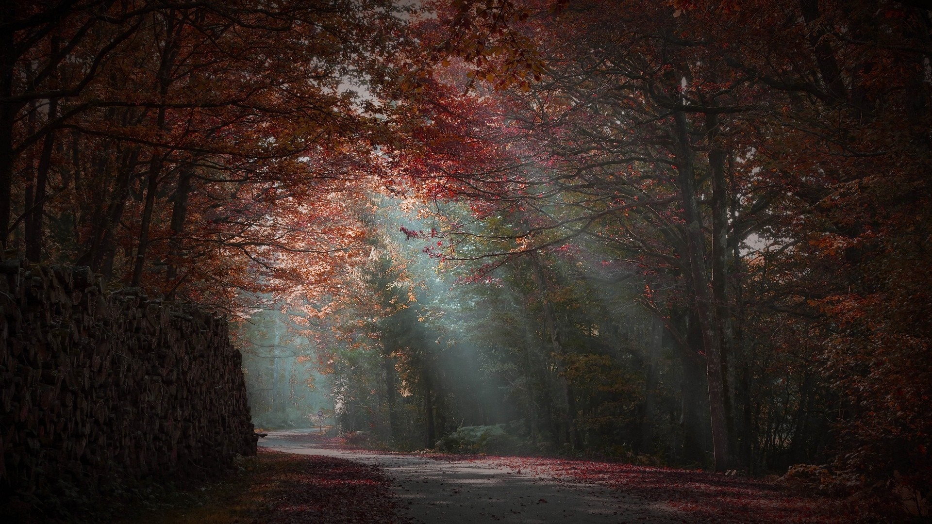 Sunlight filtering through autumn trees in a forest HD Wallpaper