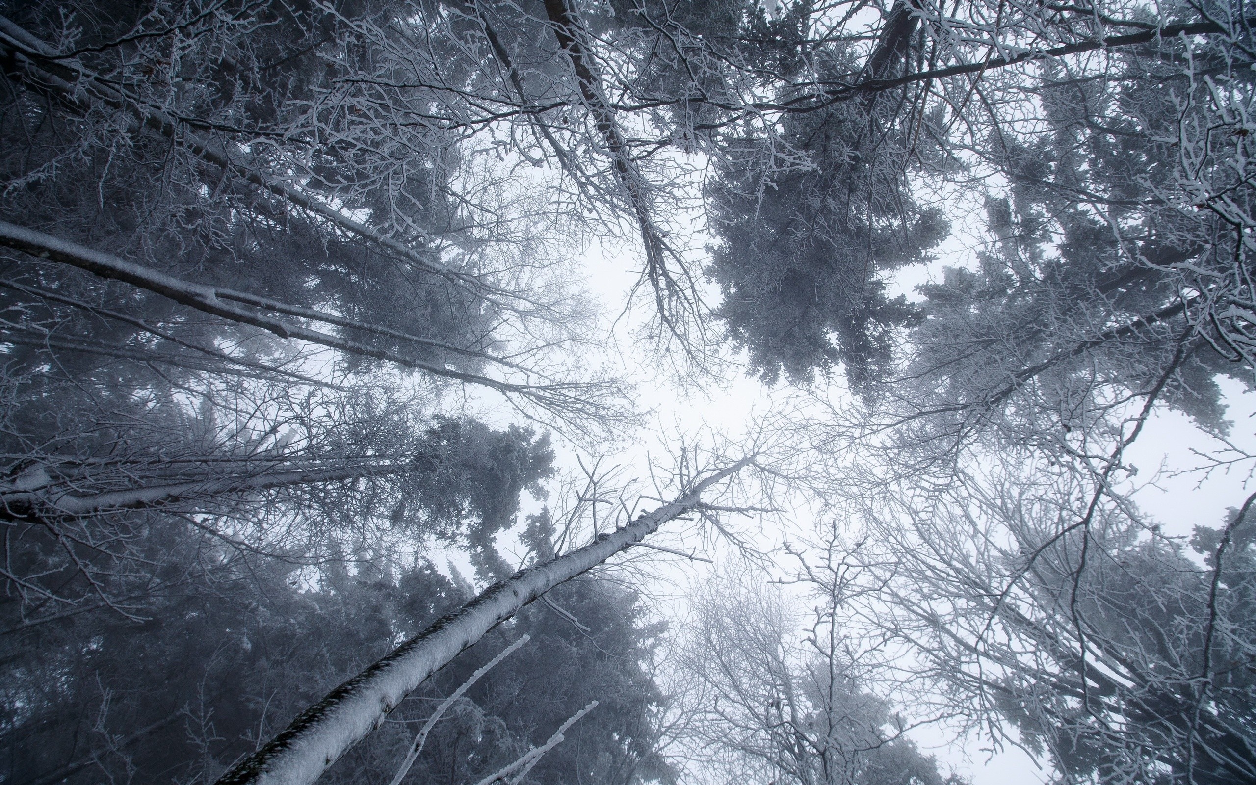 Looking up through frosted trees in a winter forest HD Wallpaper