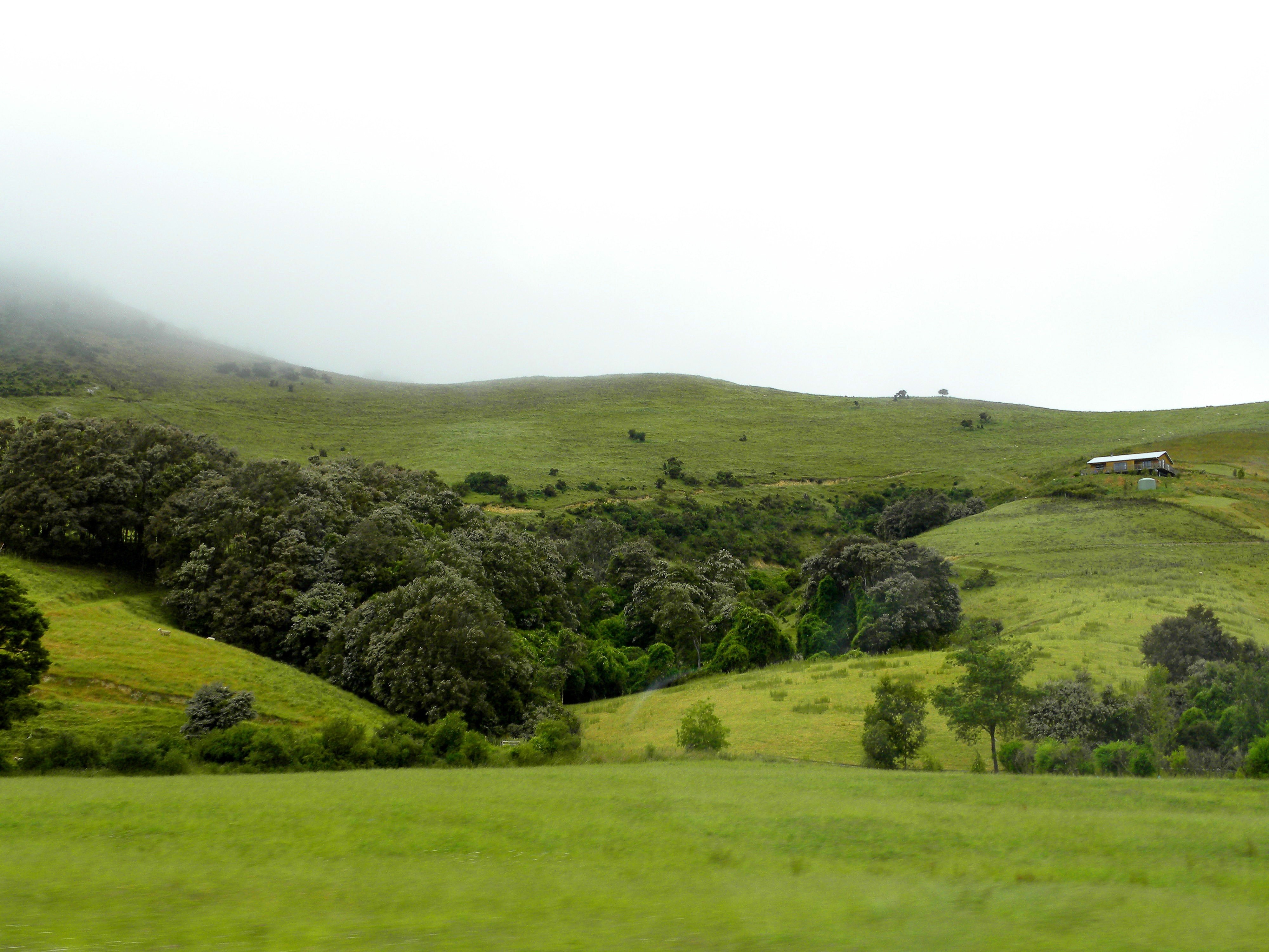 Green rolling hills with trees and a distant house HD Wallpaper