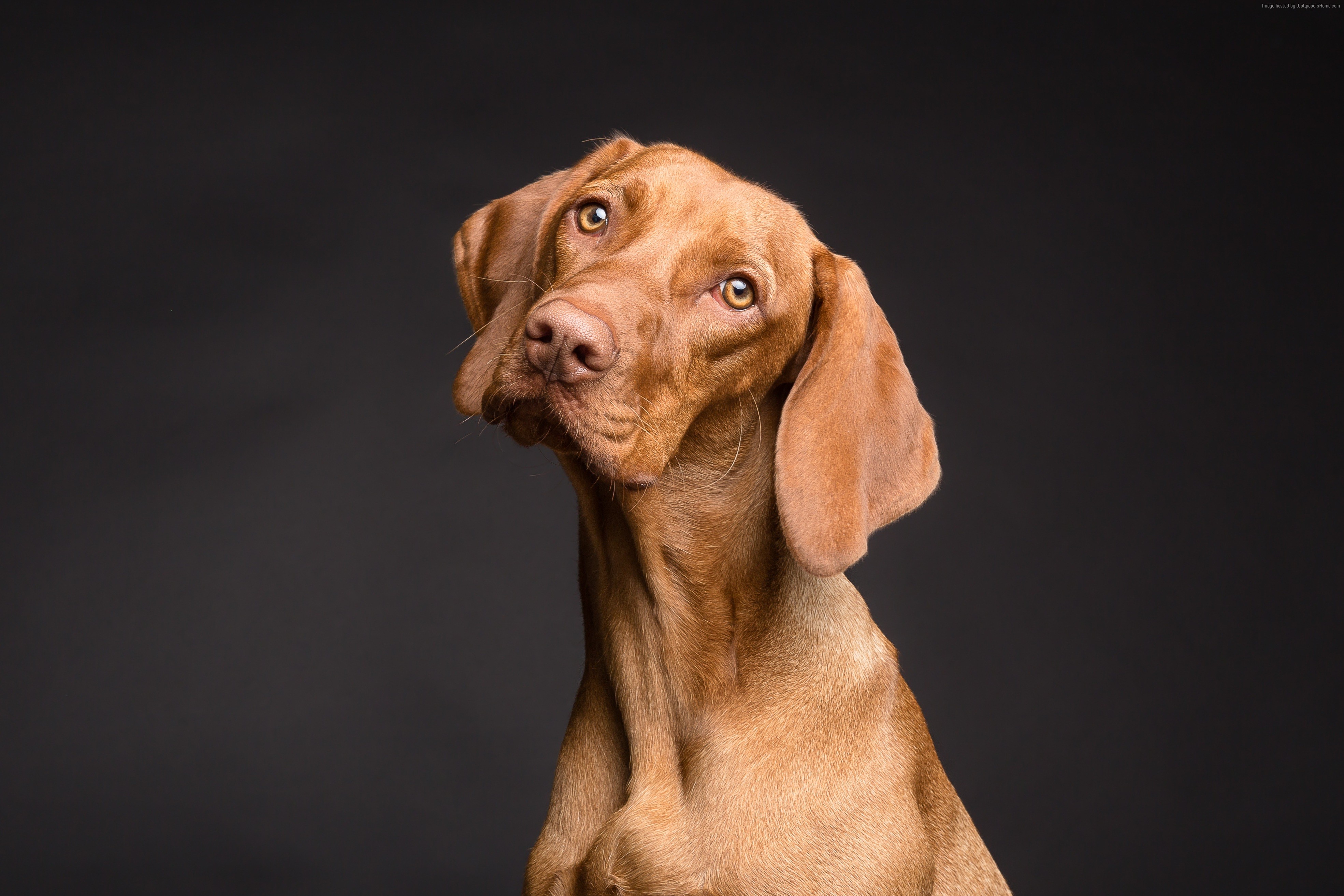 4K Vizsla Dog Posing HD Wallpaper