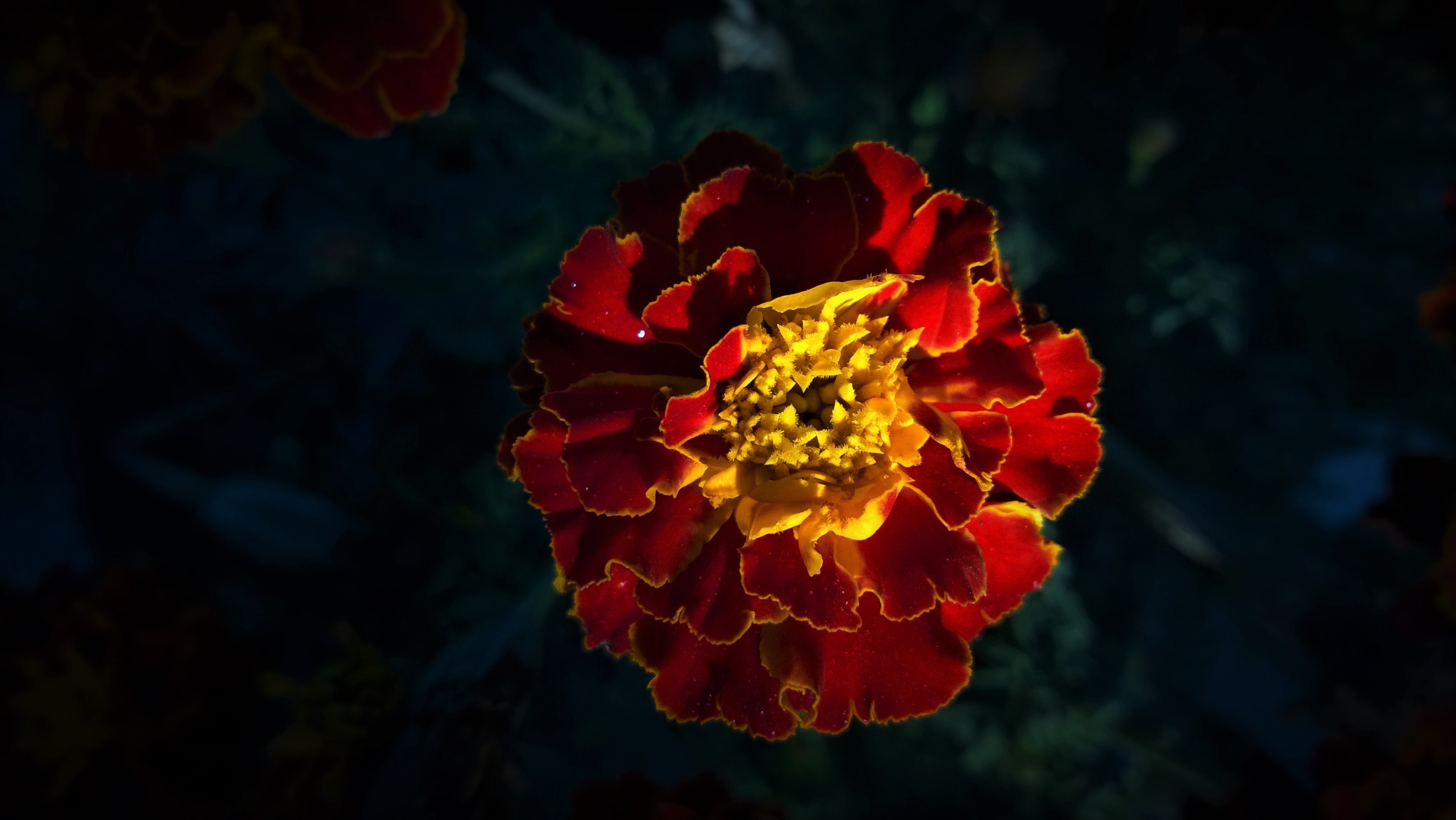 Close-up of a red and yellow marigold flower HD Wallpaper