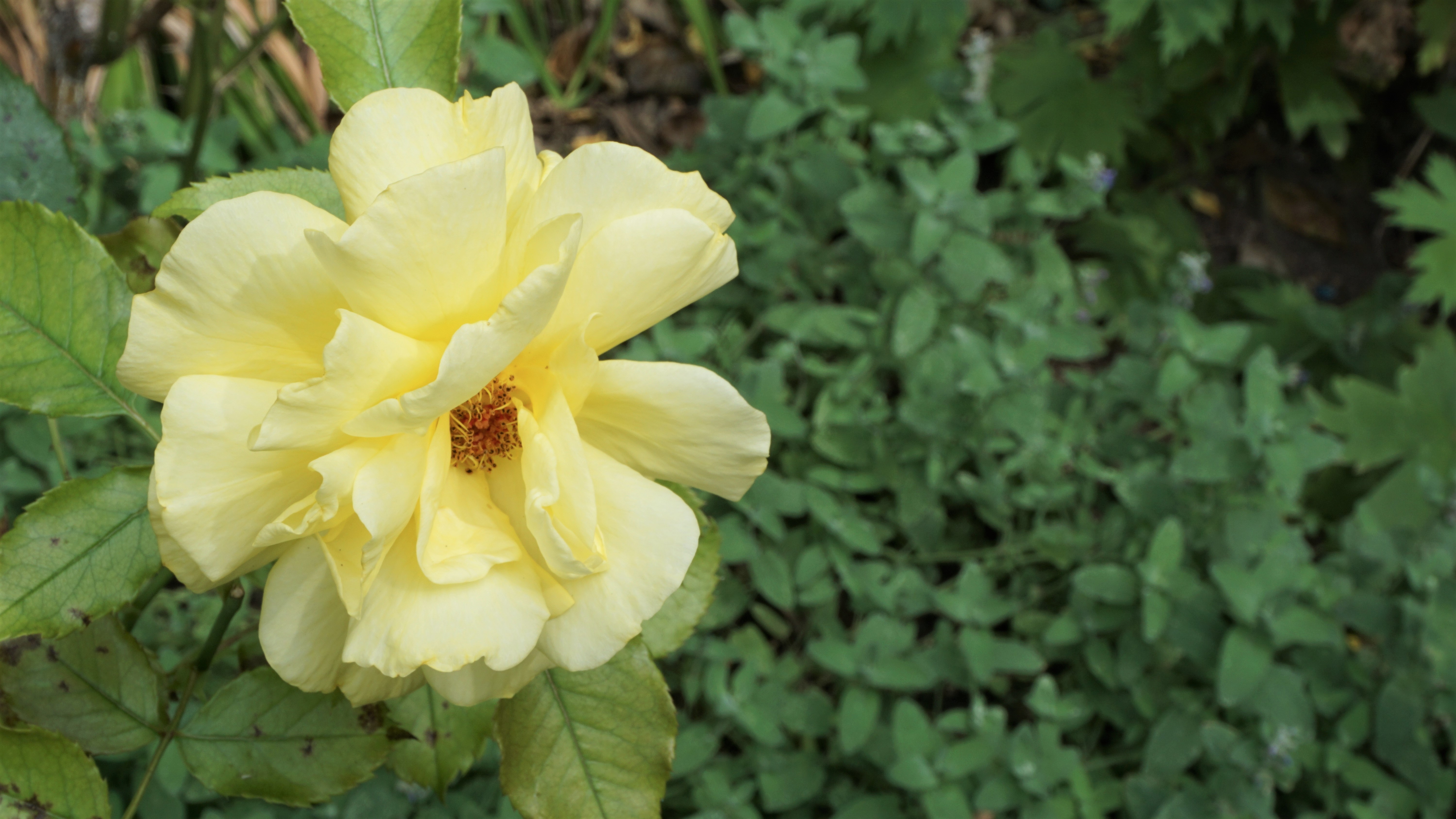 Yellow rose in bloom with green foliage HD Wallpaper