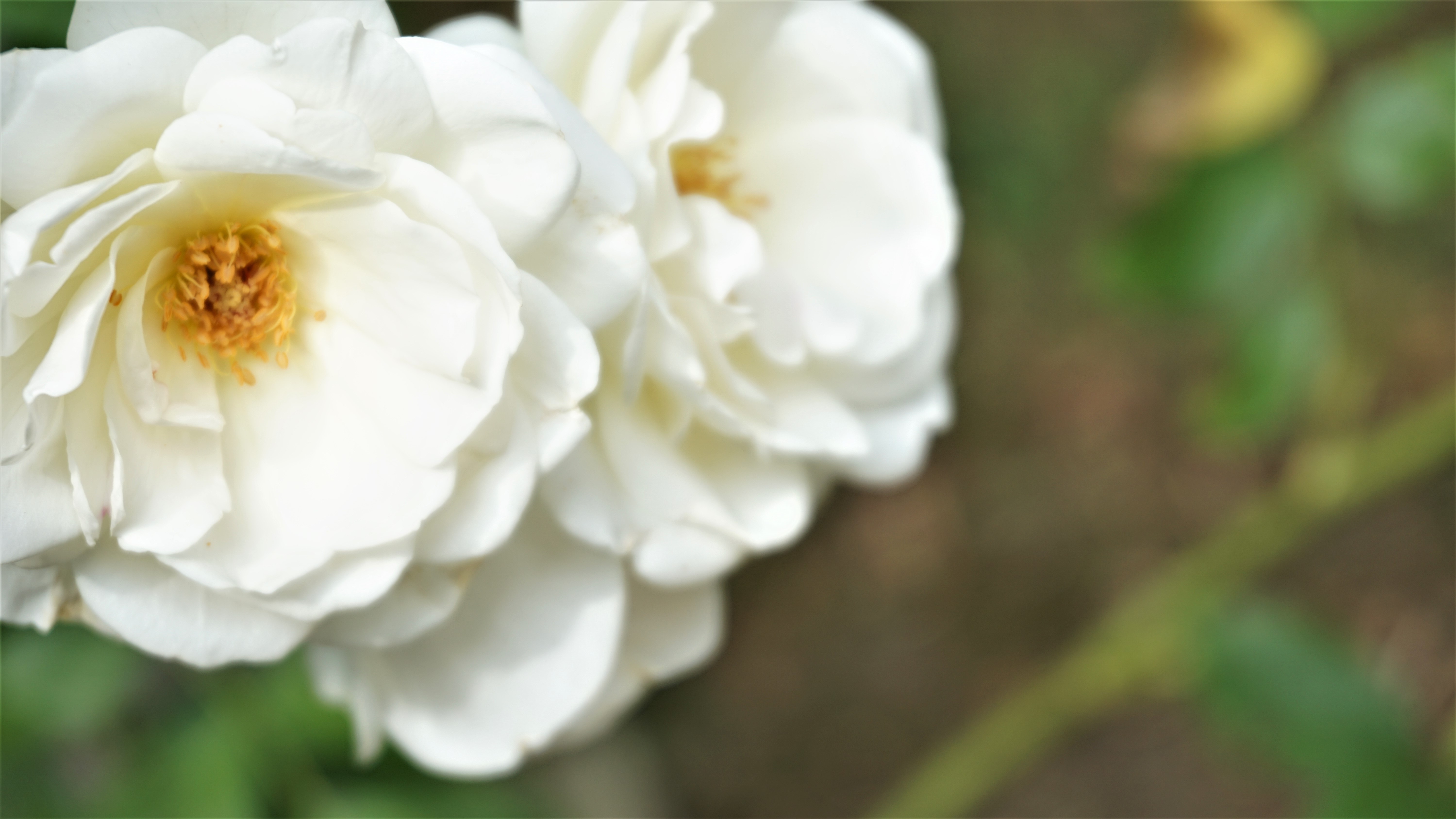 Close up of white roses with yellow centers HD Wallpaper
