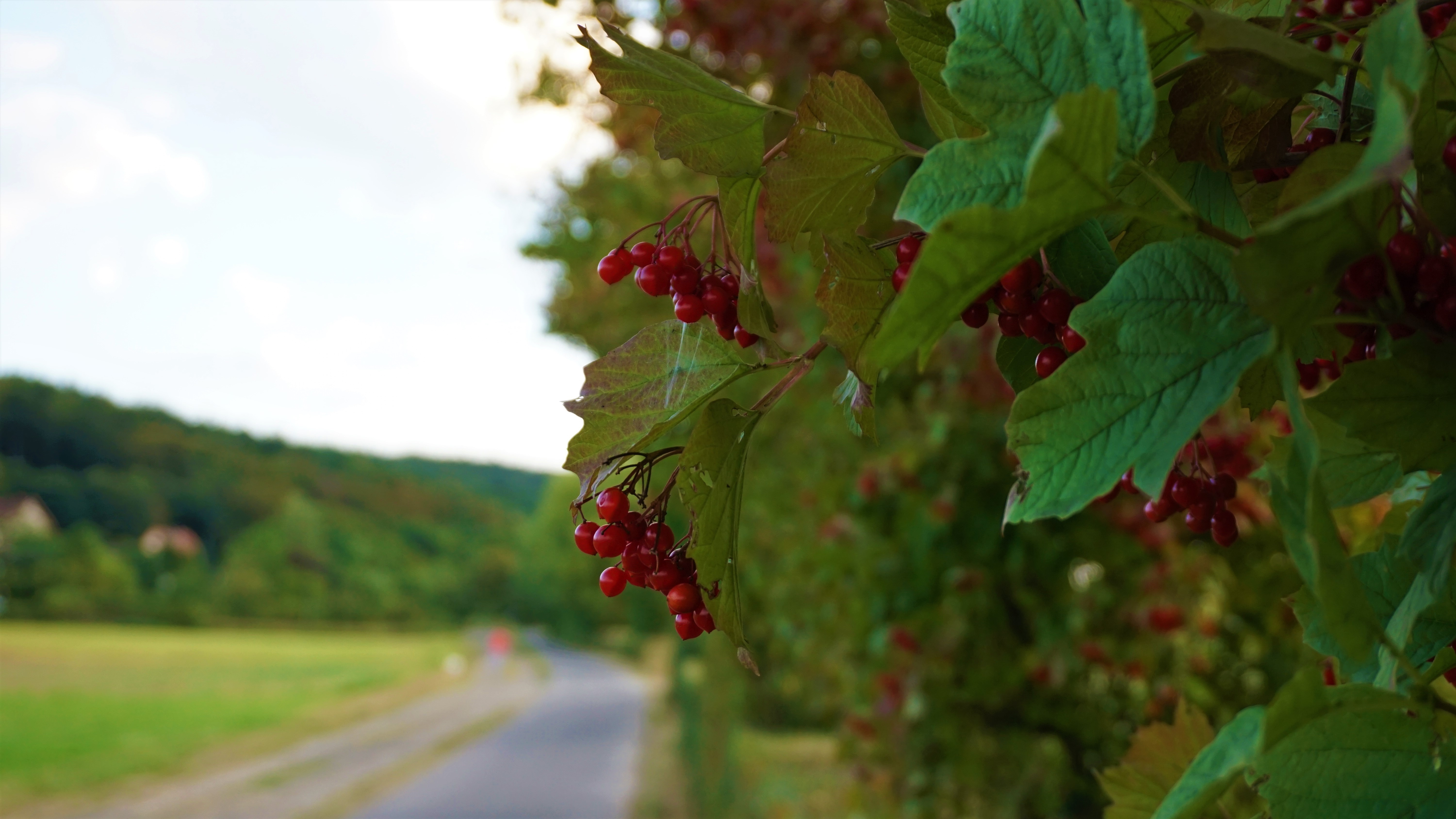 Red berries on a branch with a road and hills HD Wallpaper