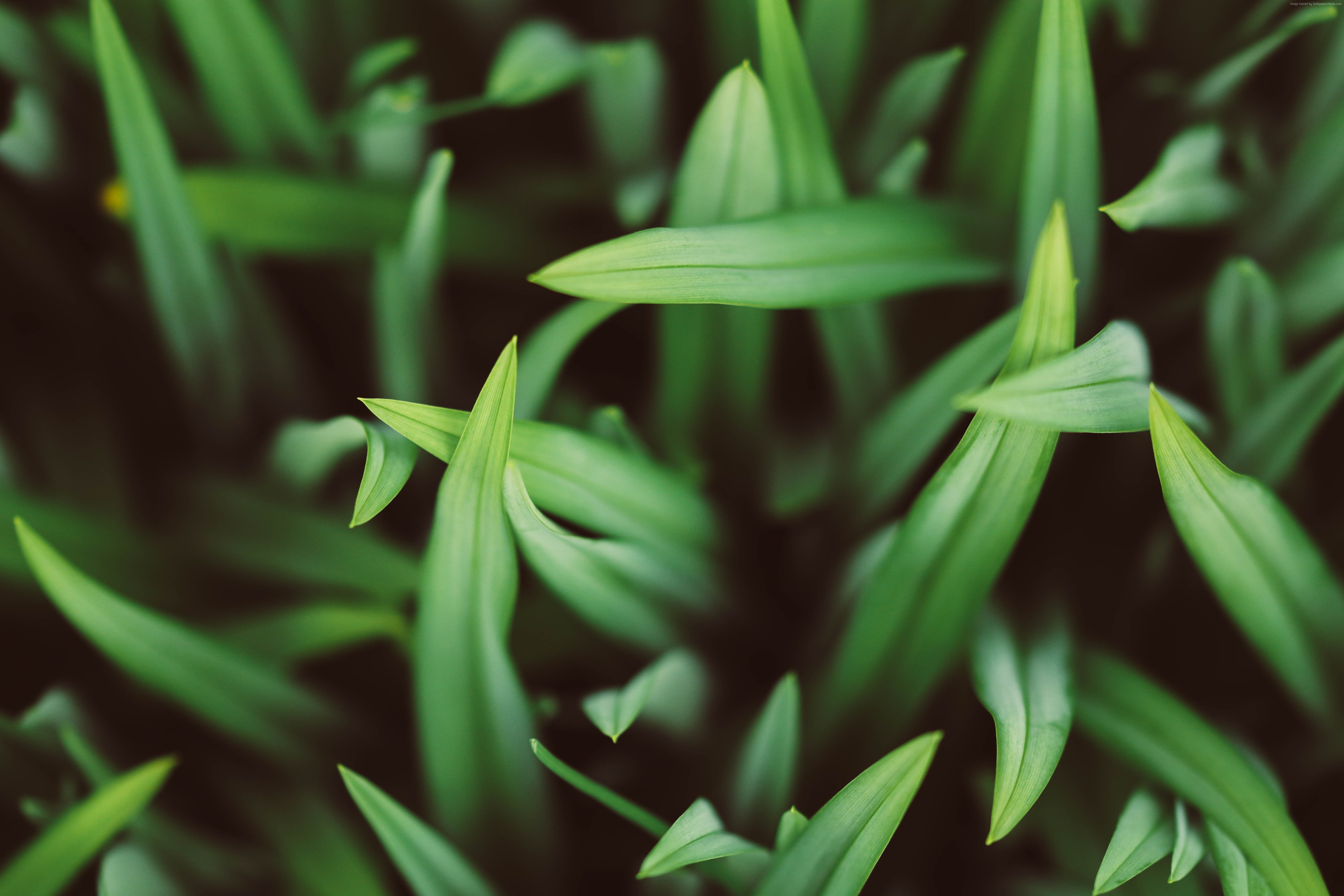 Green grass blades close-up HD Wallpaper