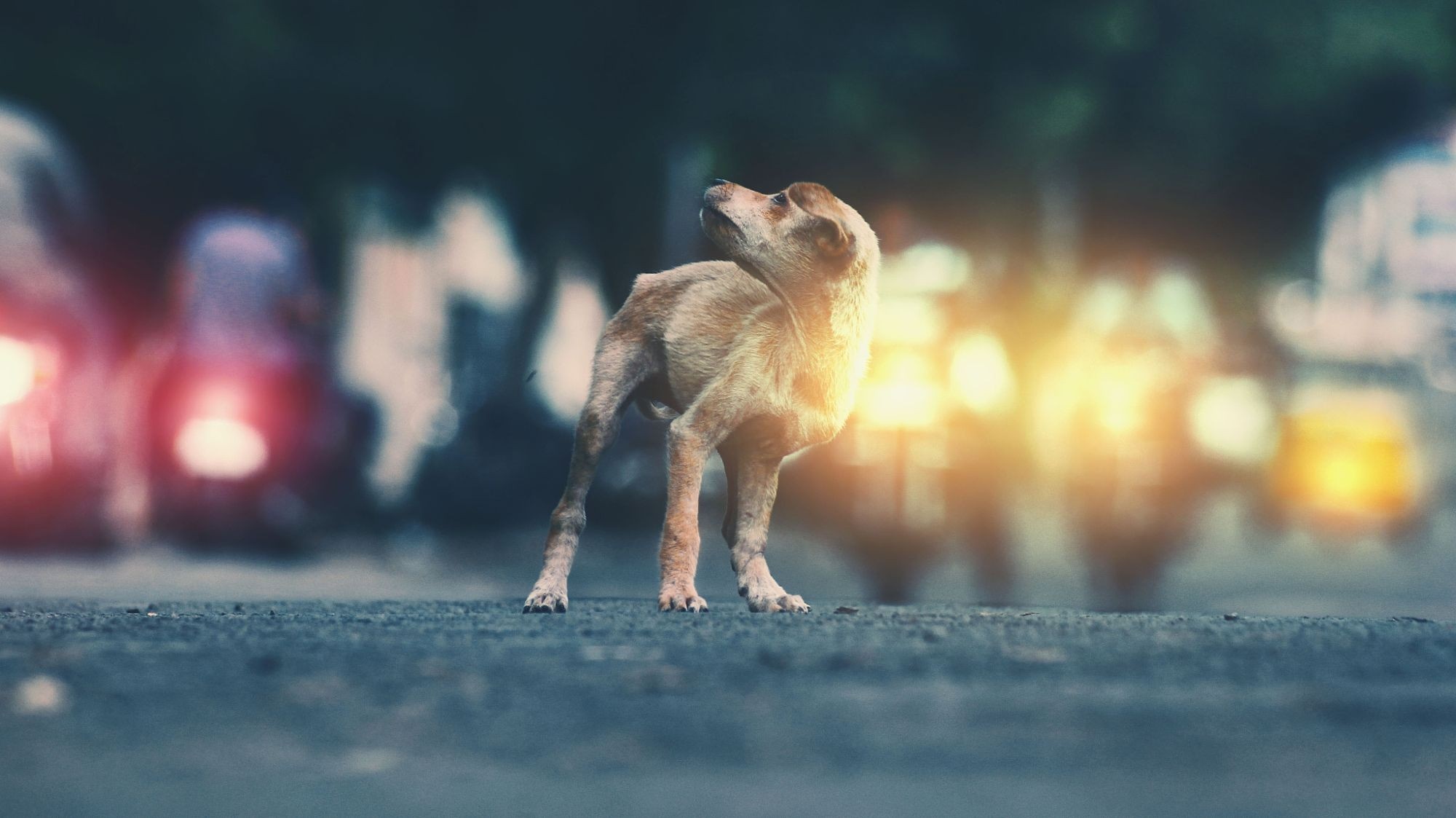 A stray dog stands on a road at night HD Wallpaper
