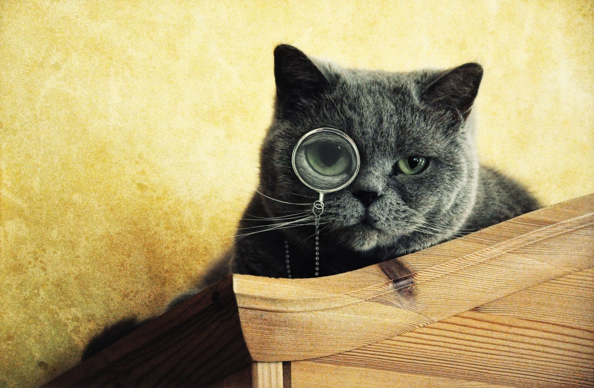Gray cat with monocle on wooden surface HD Wallpaper