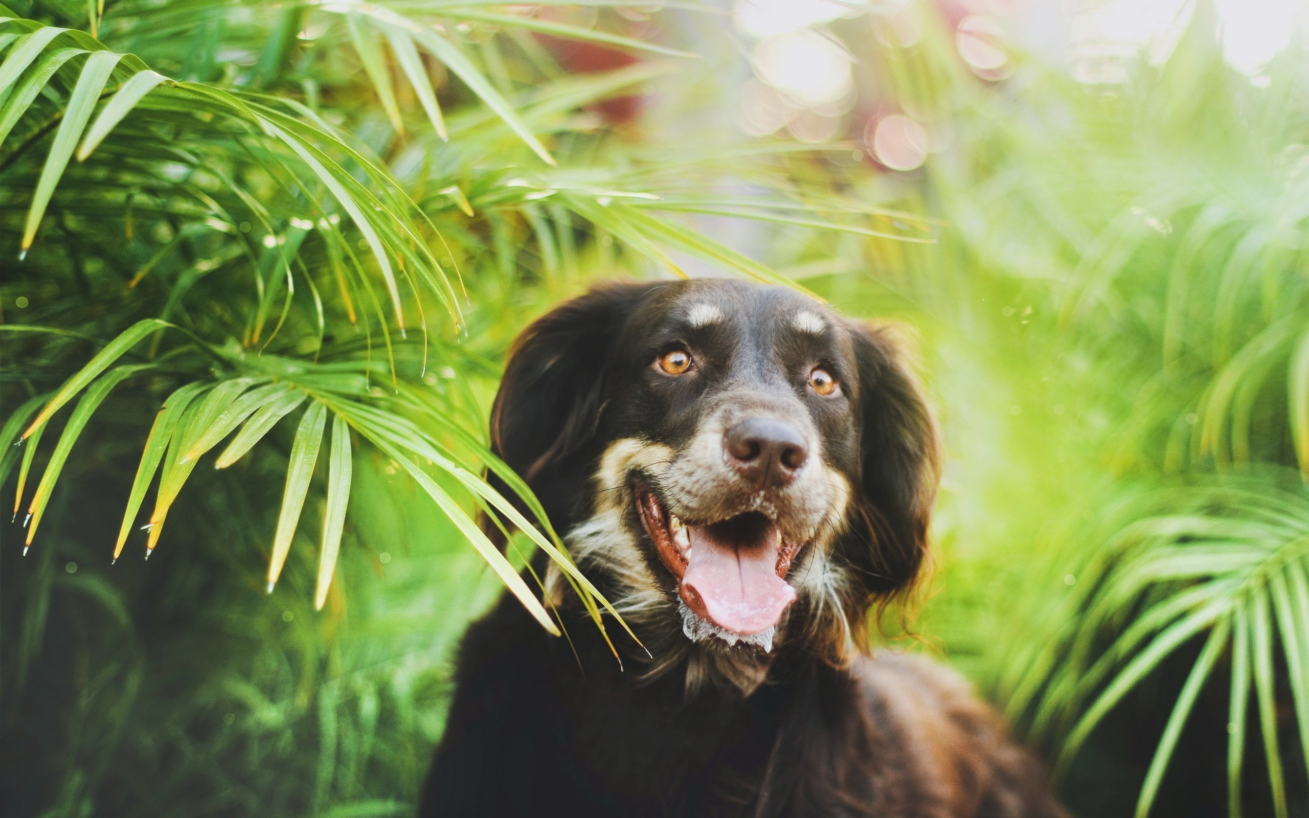 Brown dog with happy expression in green foliage HD Wallpaper