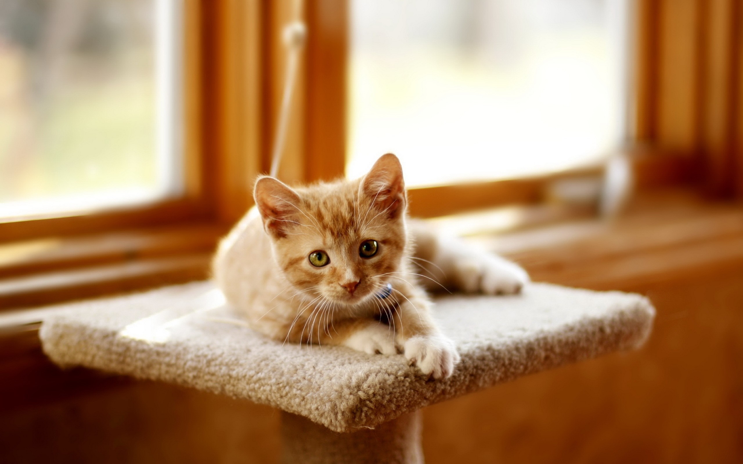 Orange kitten lying on a cat tree near a window HD Wallpaper
