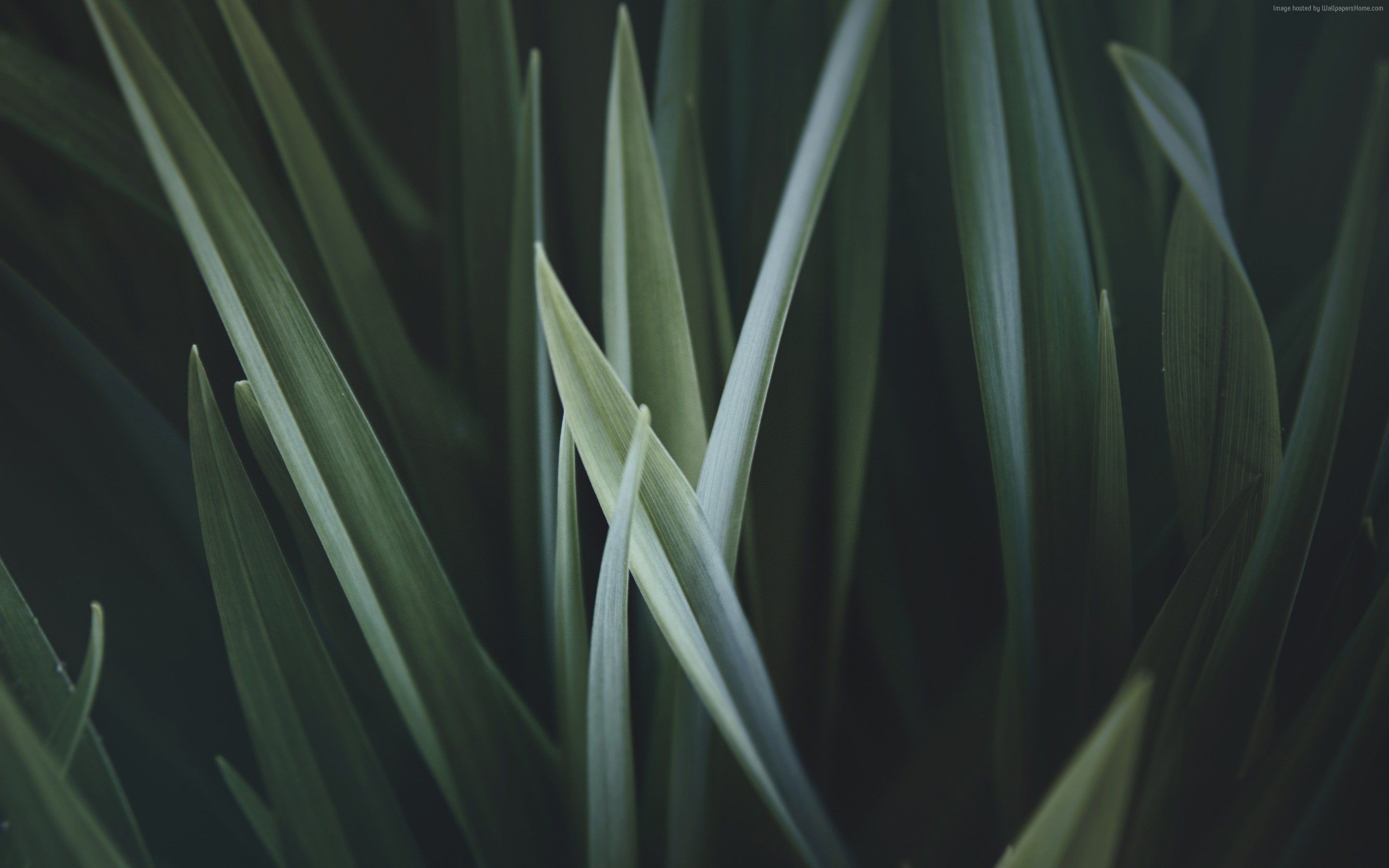 Close-up of green grass blades HD Wallpaper