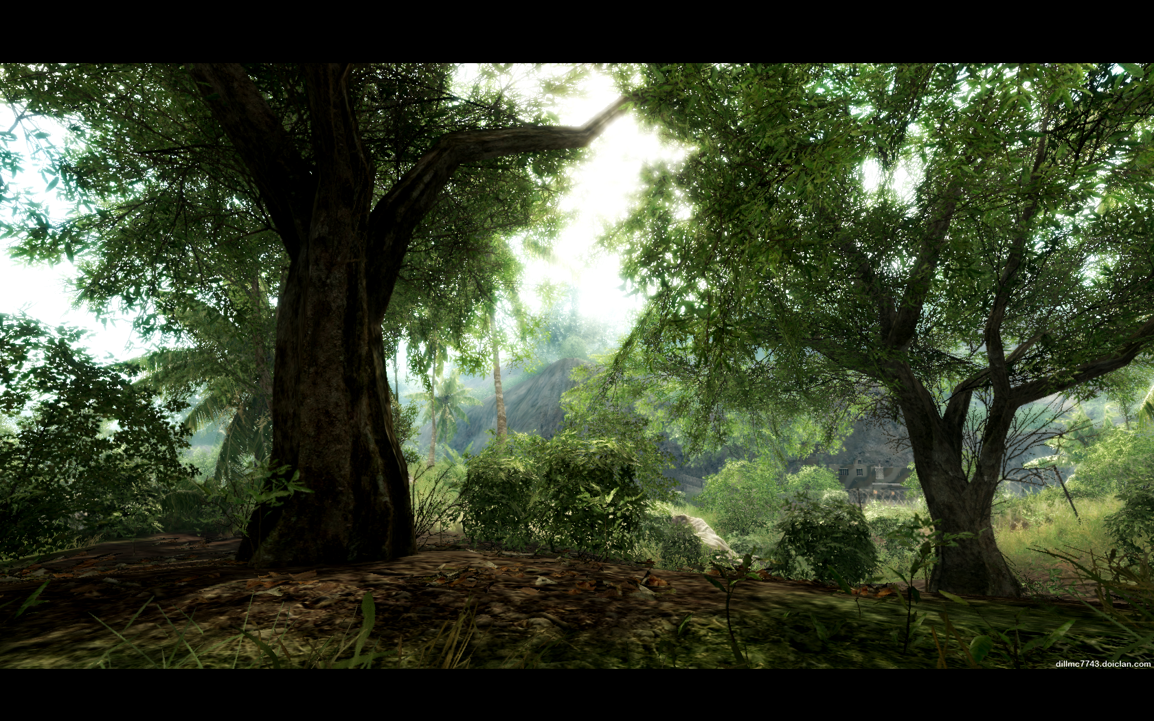 Sunlight filtering through trees in a jungle environment HD Wallpaper