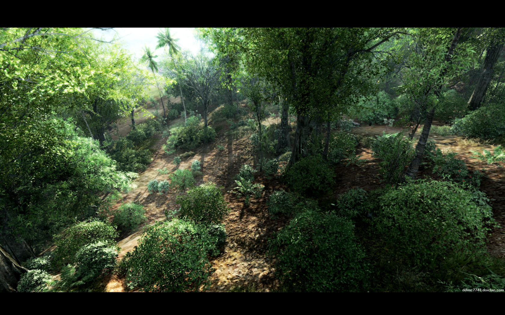 Sunlight filtering through a dense forest HD Wallpaper