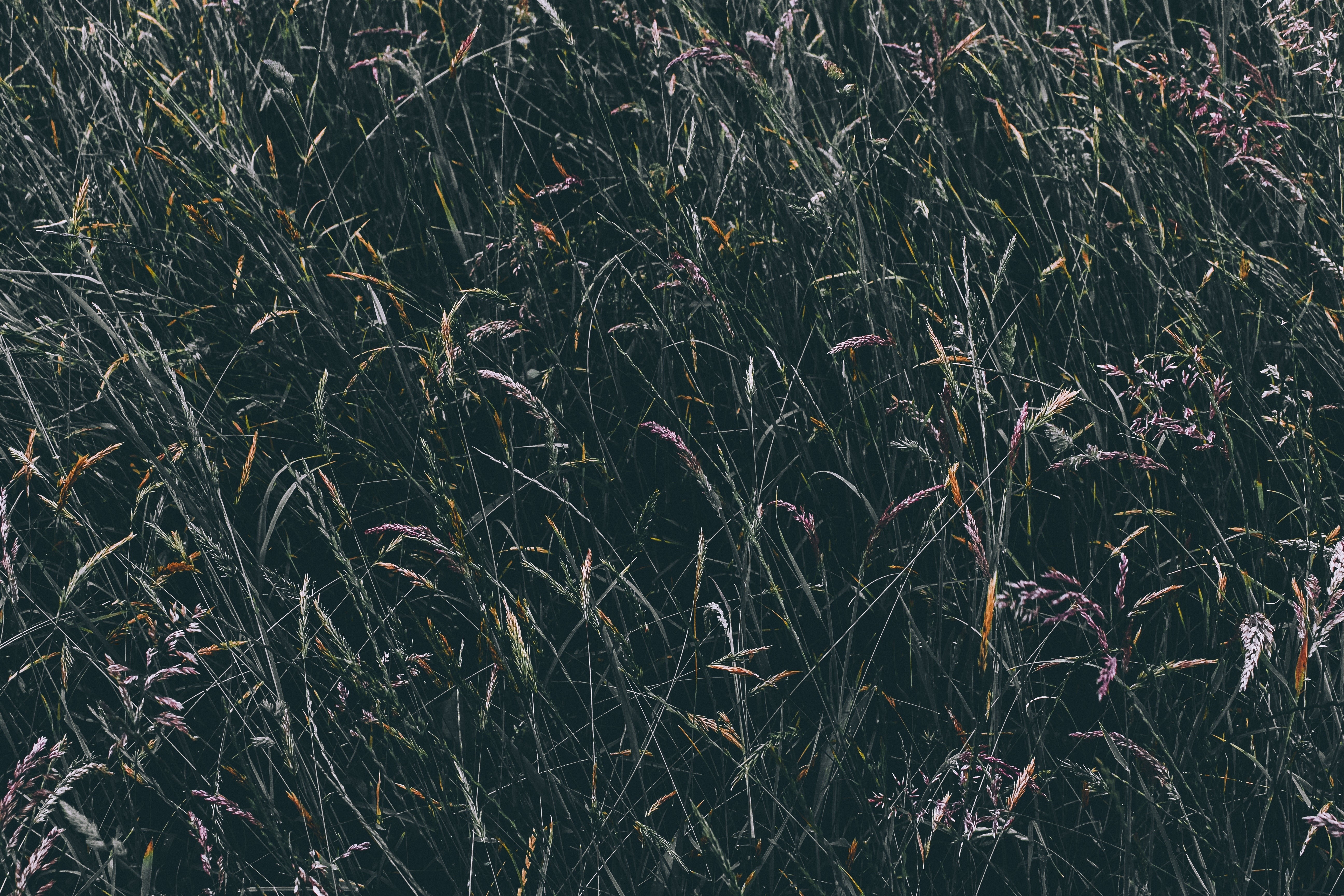 Close-up of tall grass with seed heads HD Wallpaper