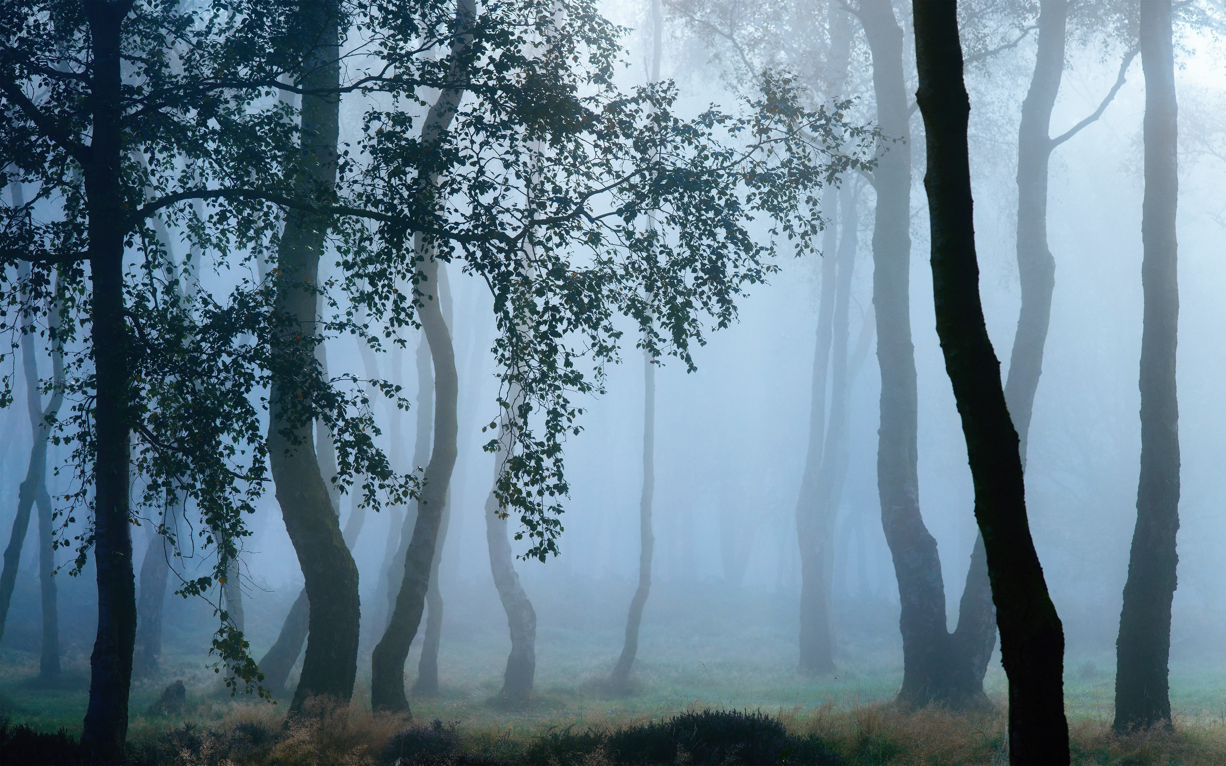 Misty forest with tall trees and foliage HD Wallpaper