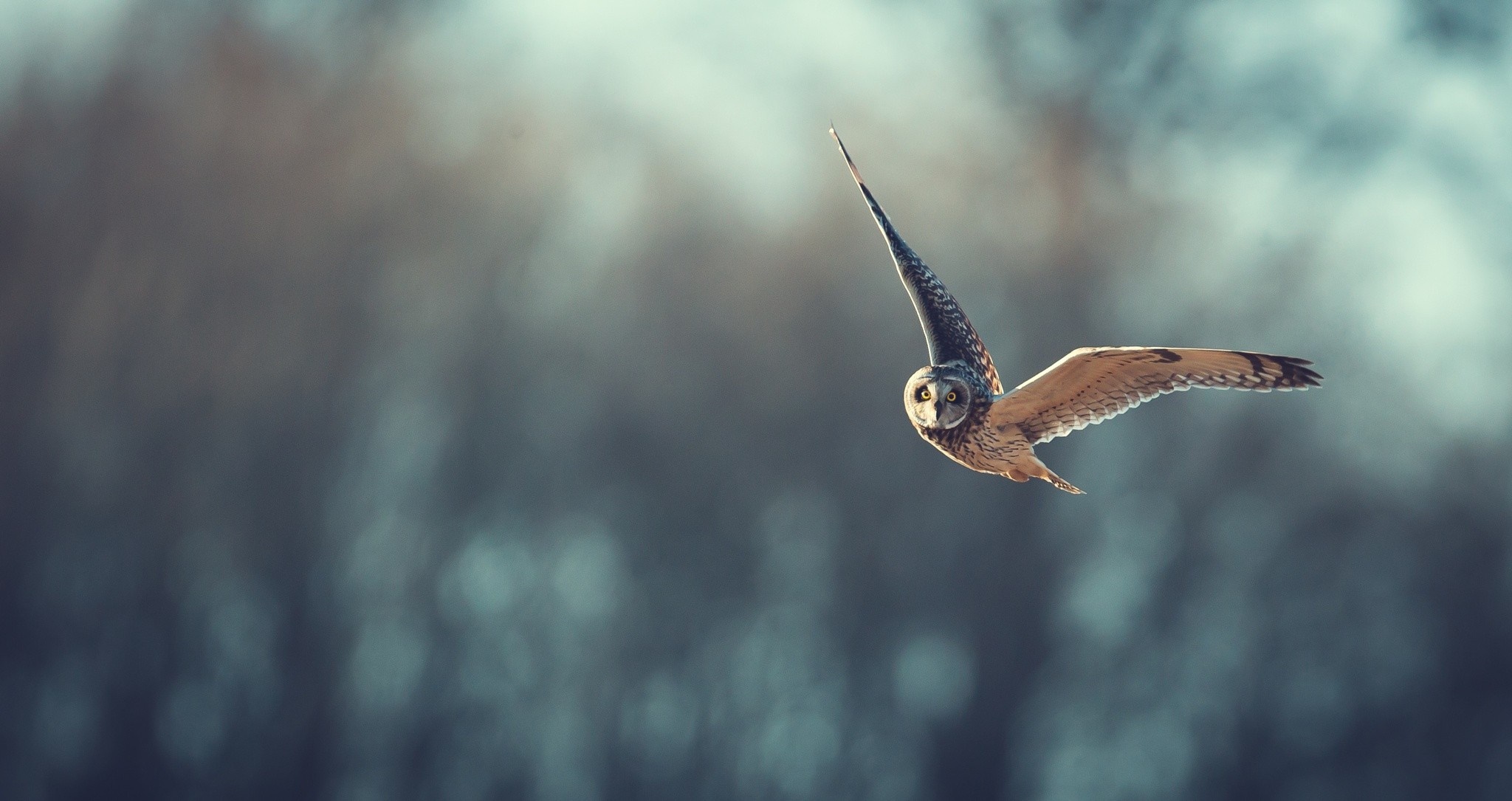 Short-eared owl in flight HD Wallpaper