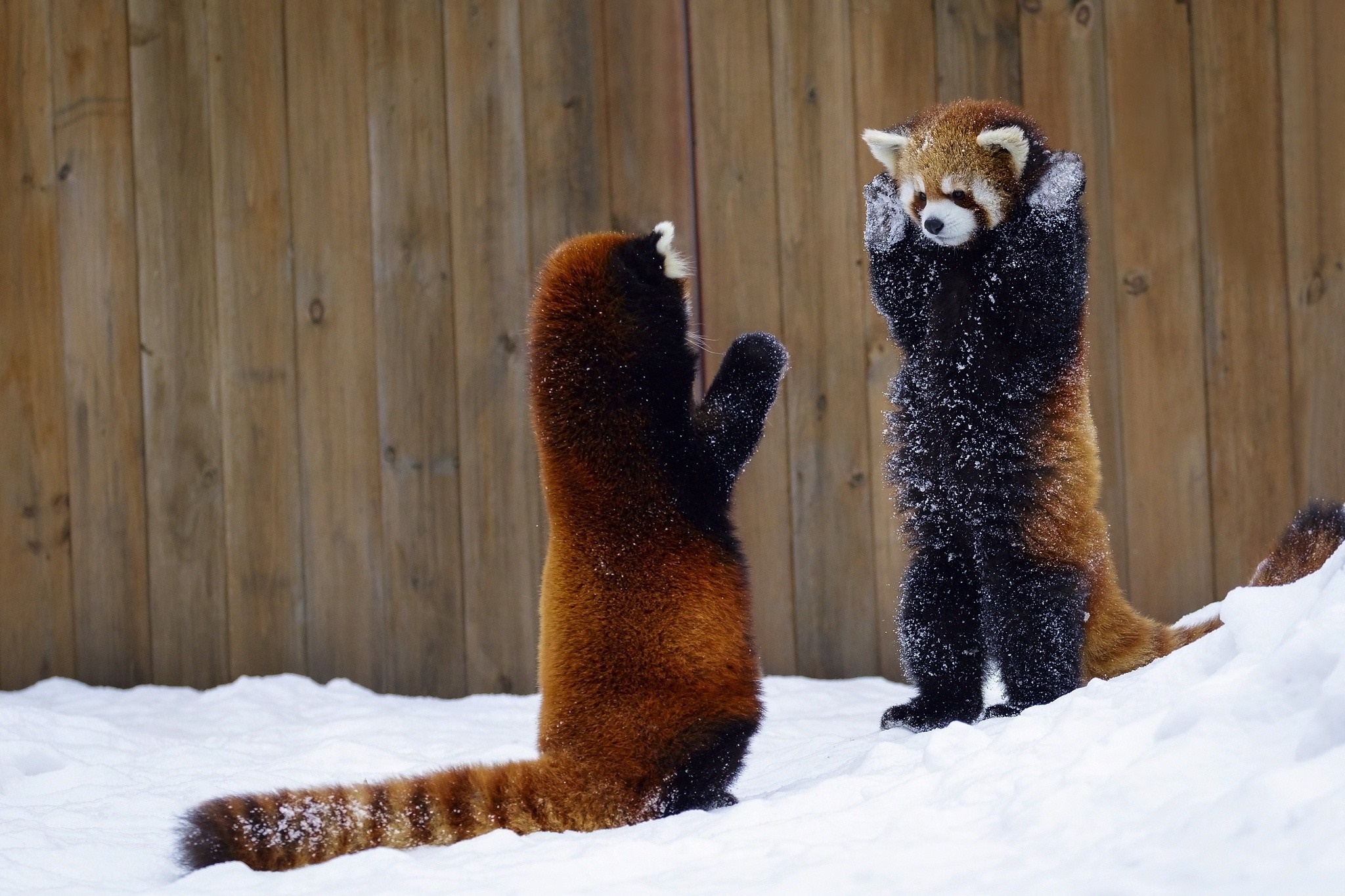 Two red pandas standing in the snow HD Wallpaper