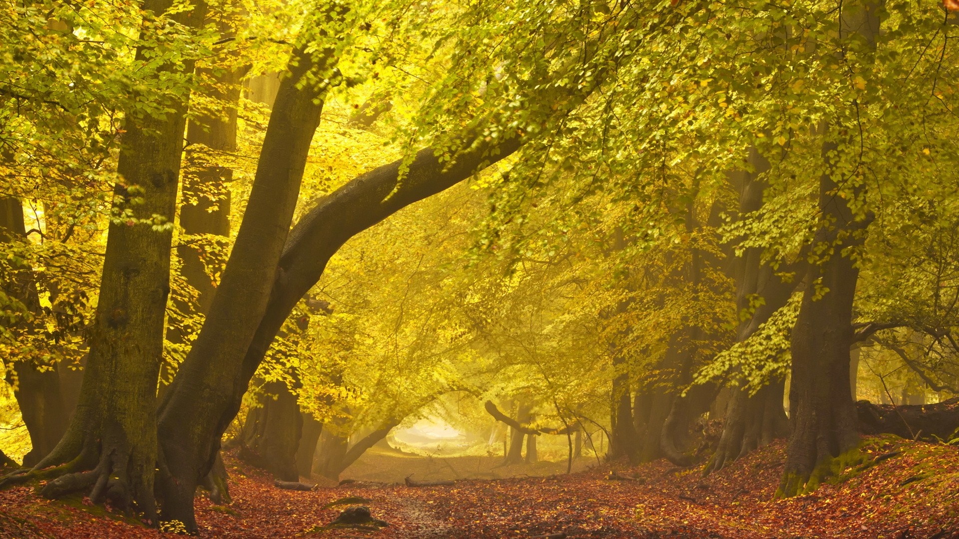Autumn forest path with sunlight filtering through yellow leaves HD Wallpaper