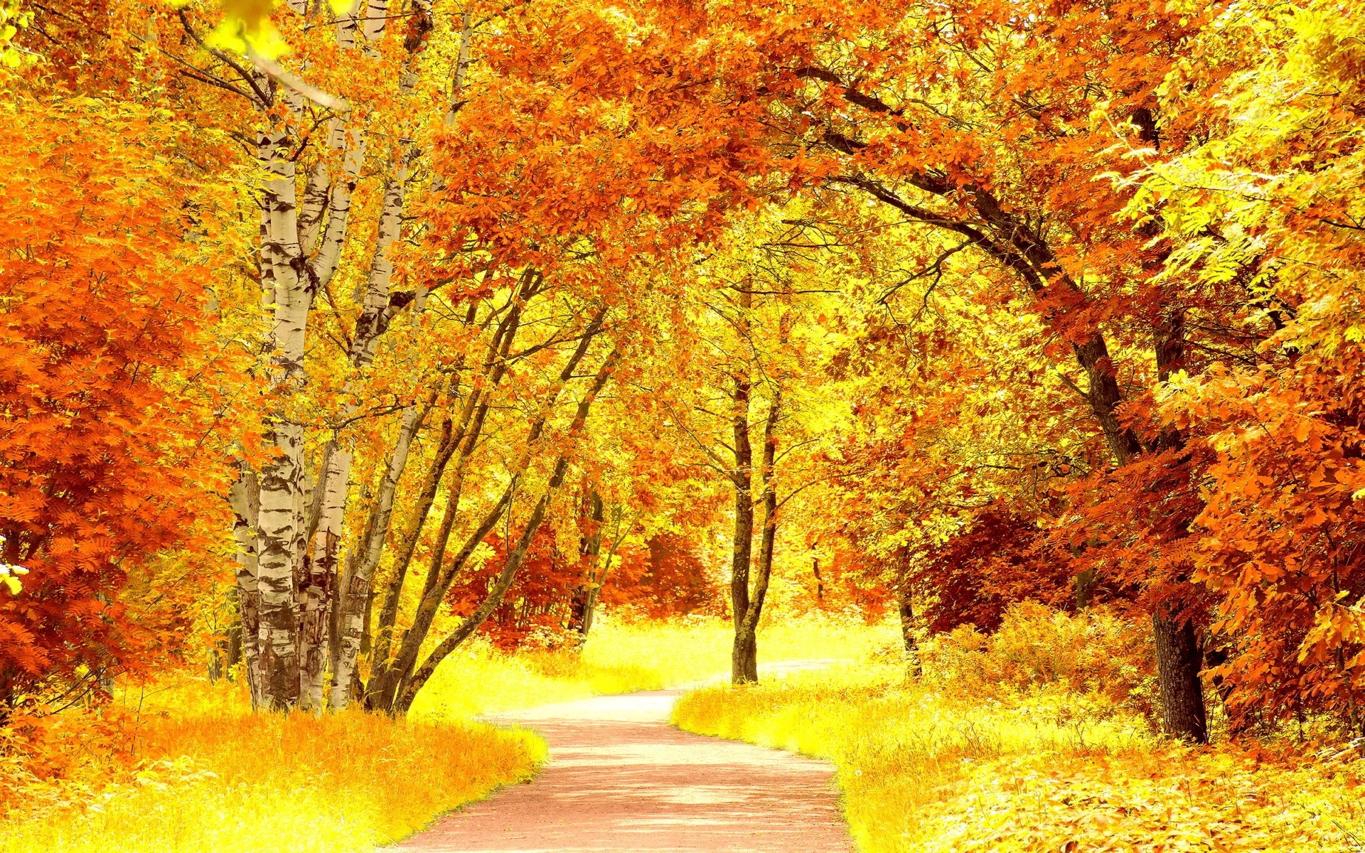 Autumn forest path with vibrant orange and yellow leaves HD Wallpaper