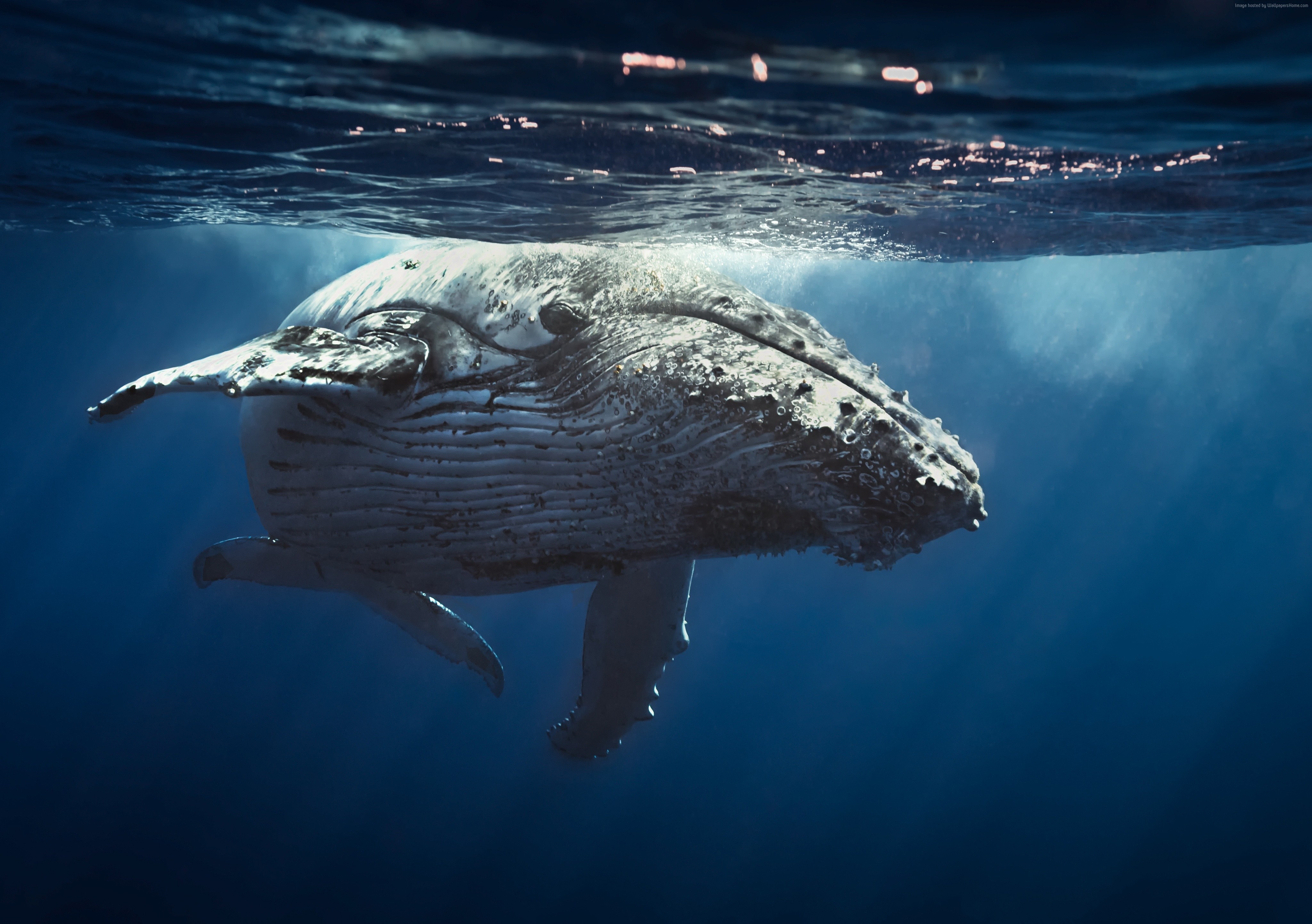 Humpback Whale Underwater 4K HD Wallpaper