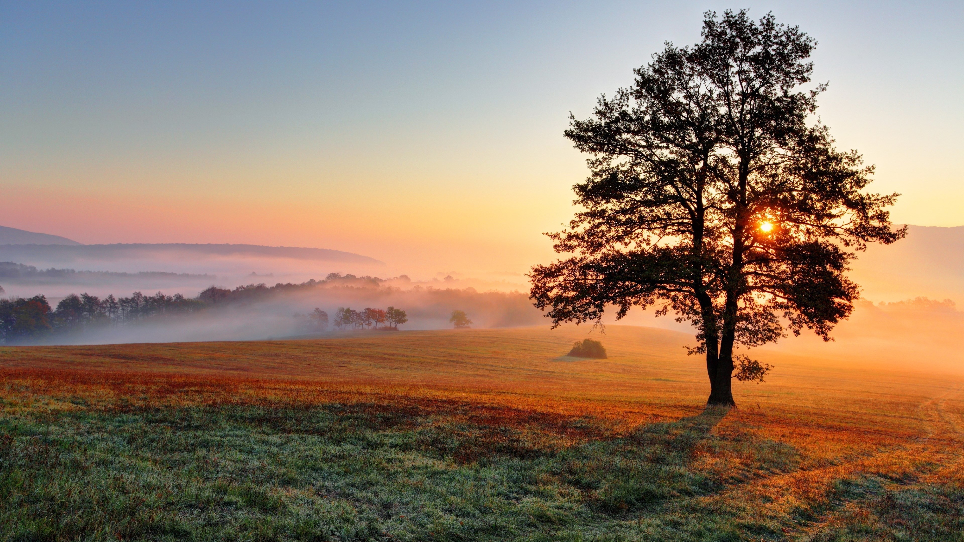Tree silhouetted against sunrise over misty landscape HD Wallpaper